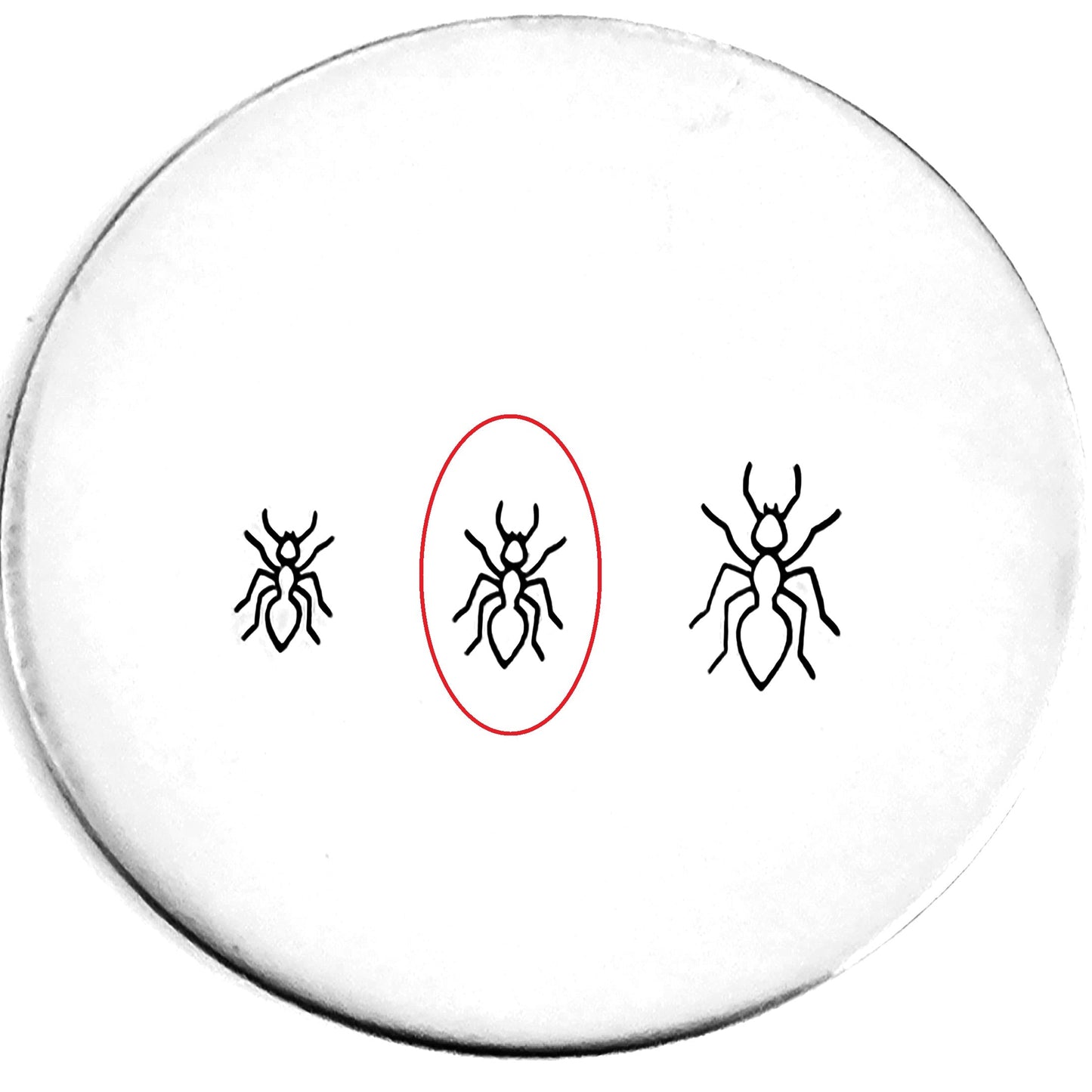 Ant