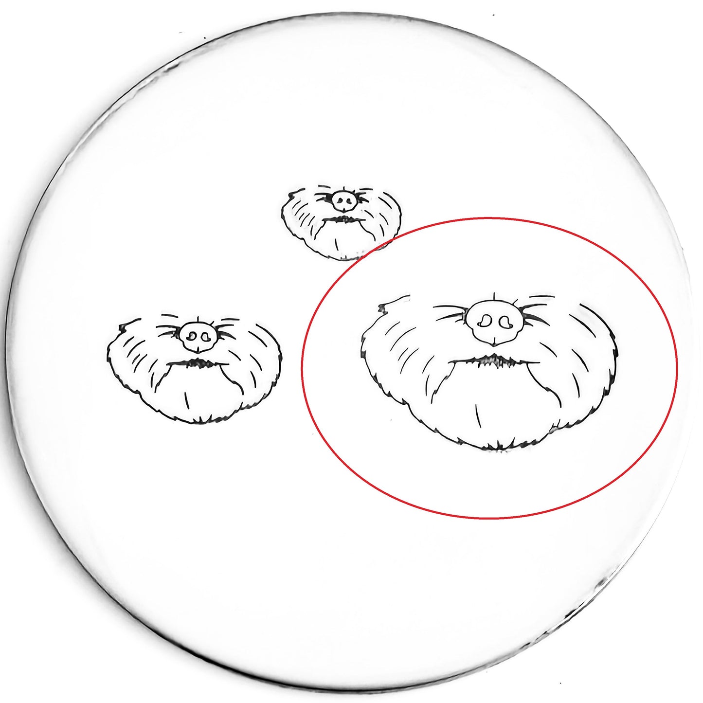 Face - Dog