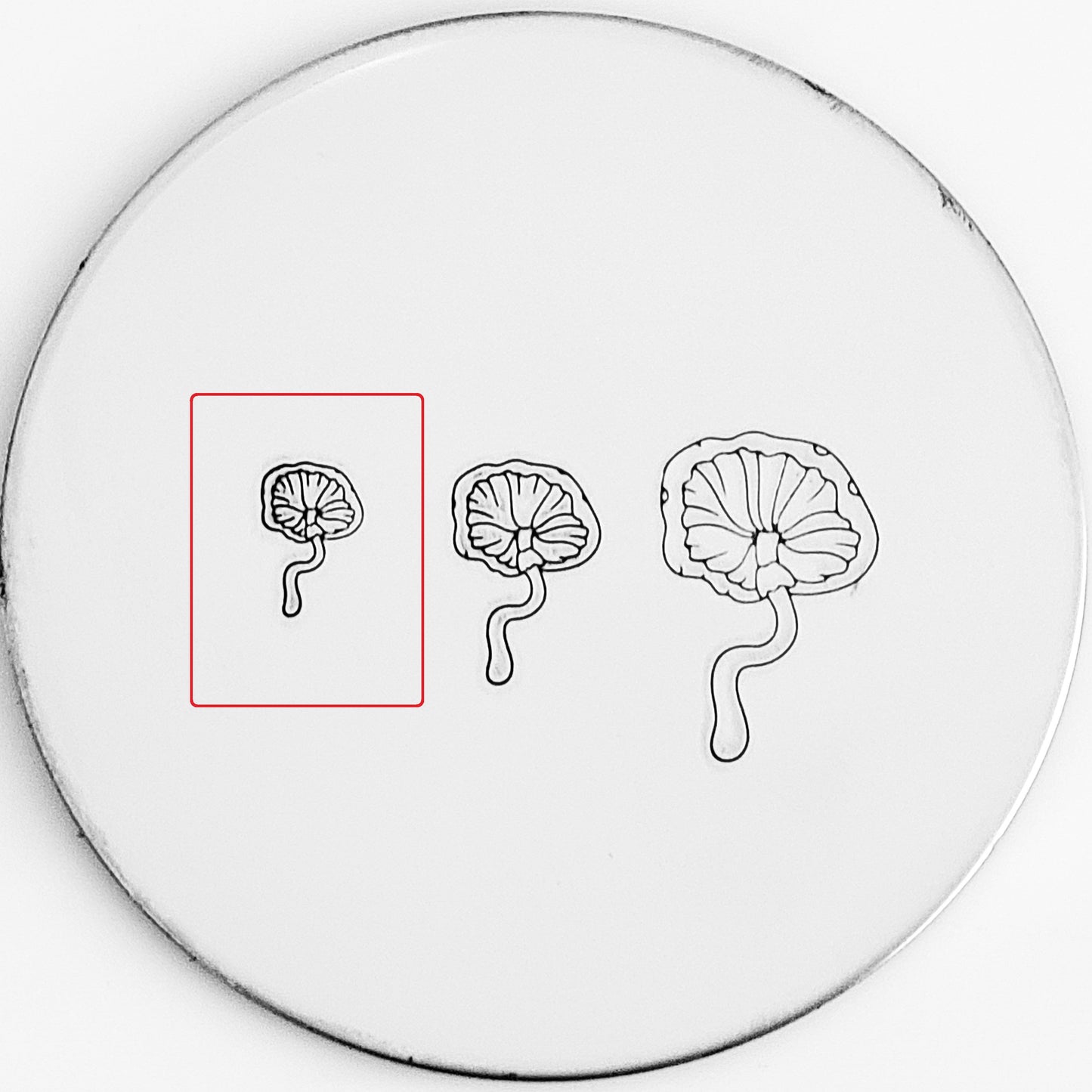 Mushroom #05