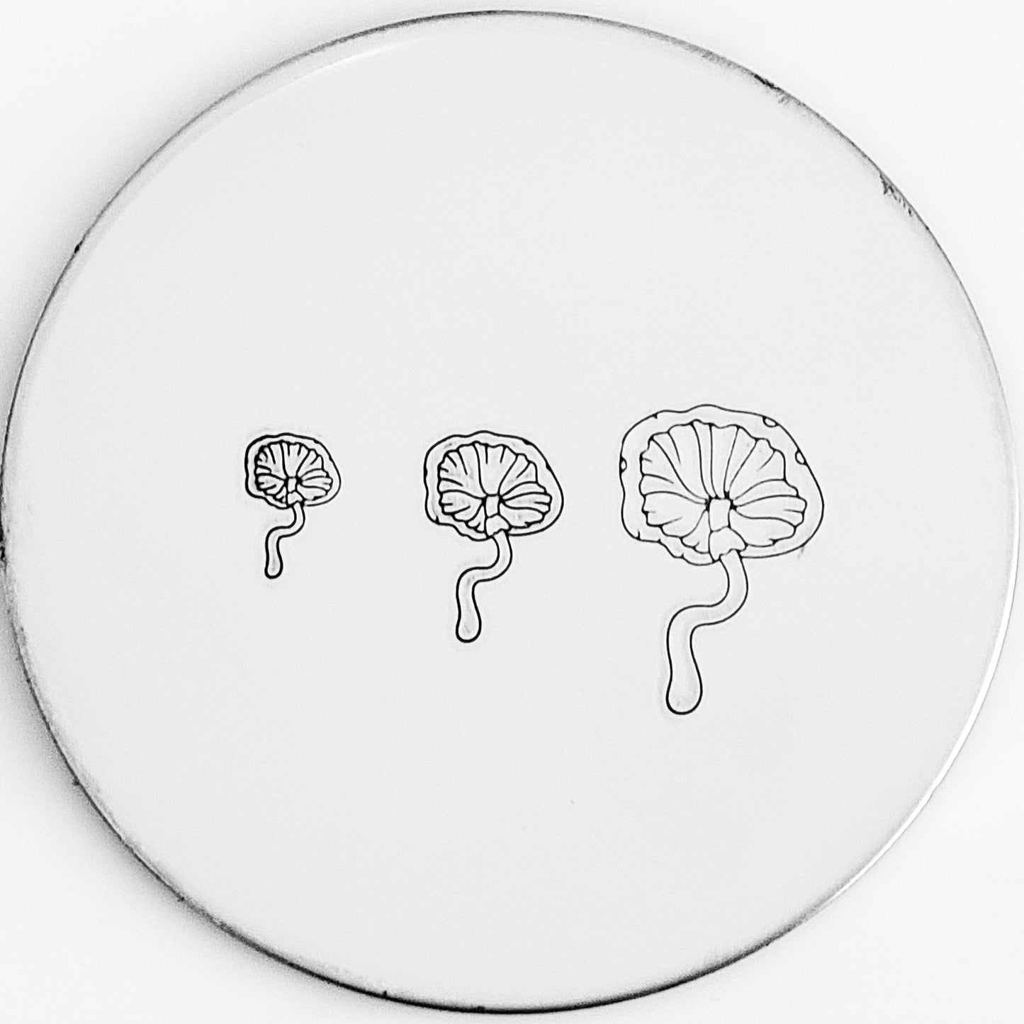 Mushroom #05