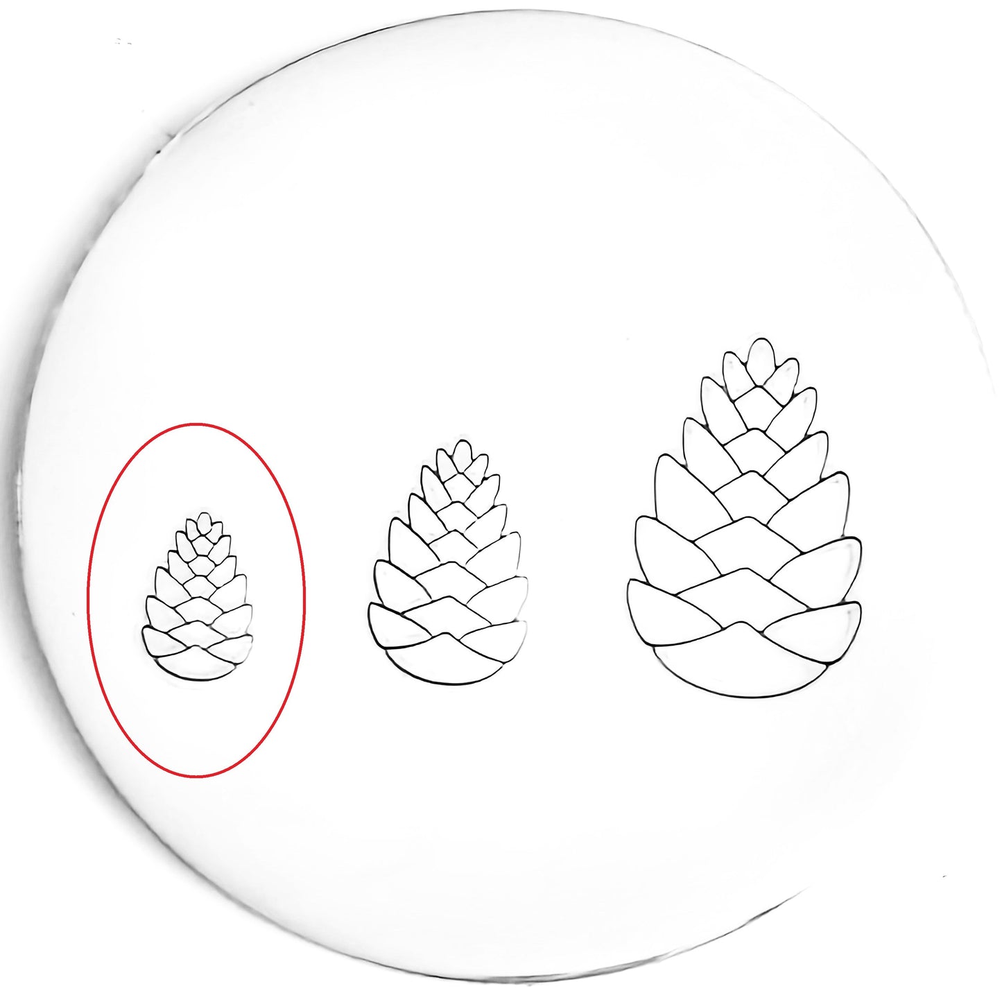 Pinecone #02