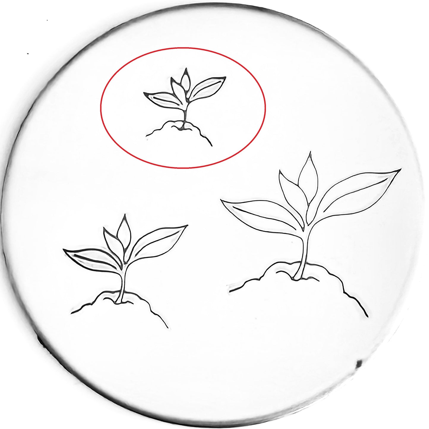 Seedling #02