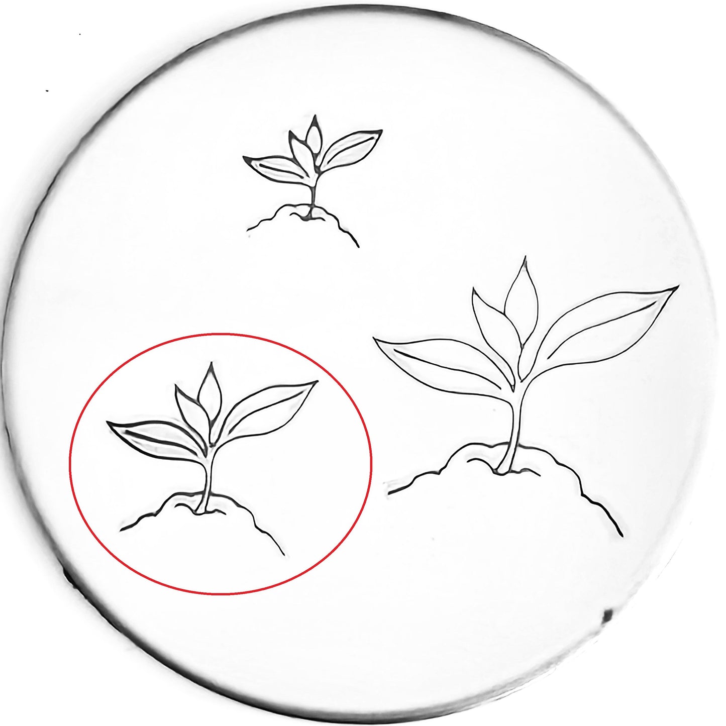 Seedling #02