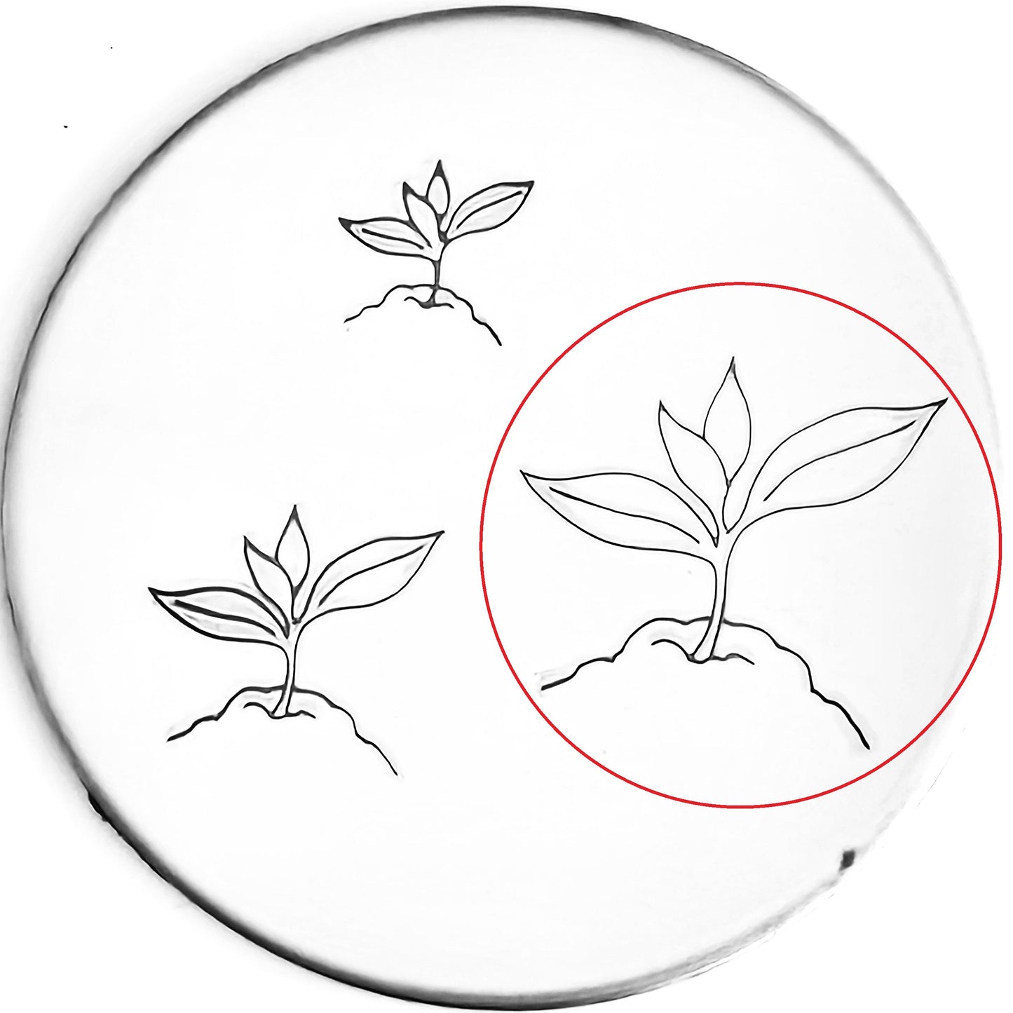 Seedling #02