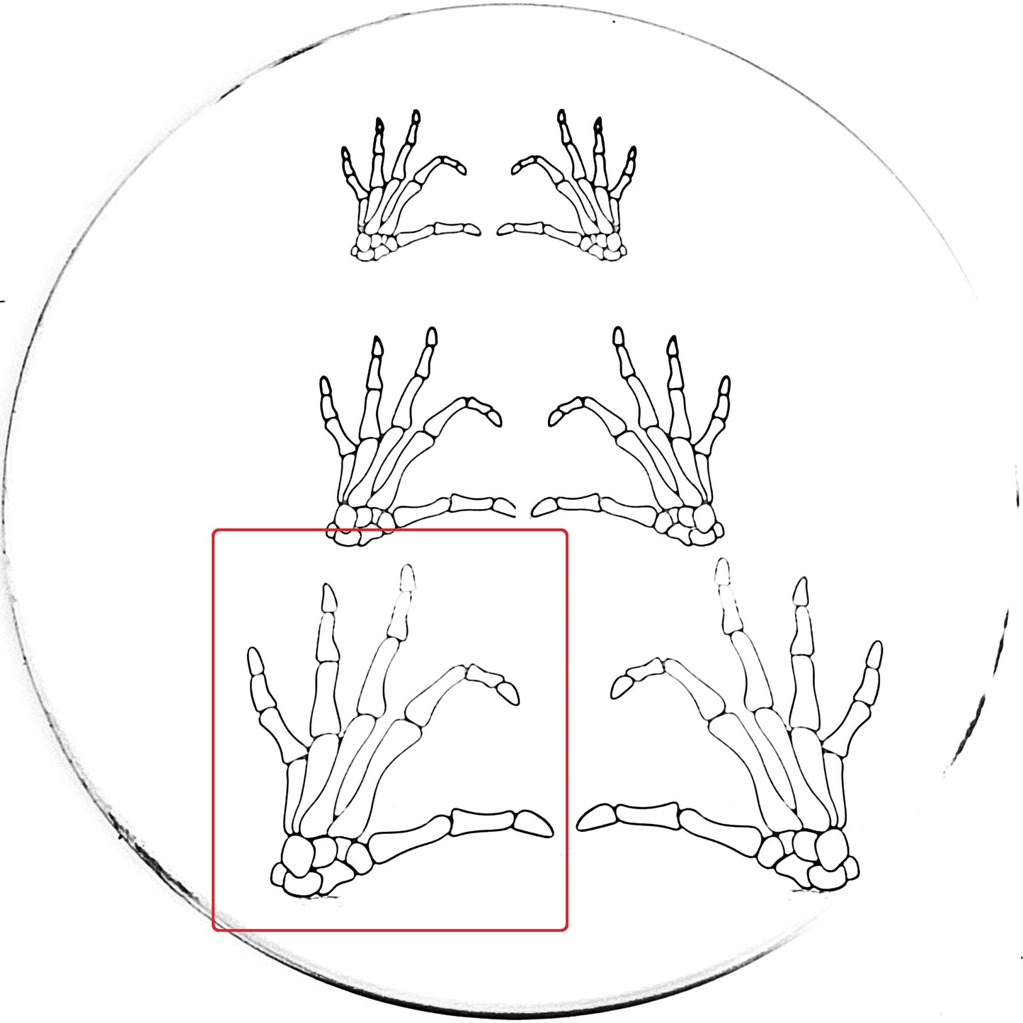 Skeleton Heart Hand
