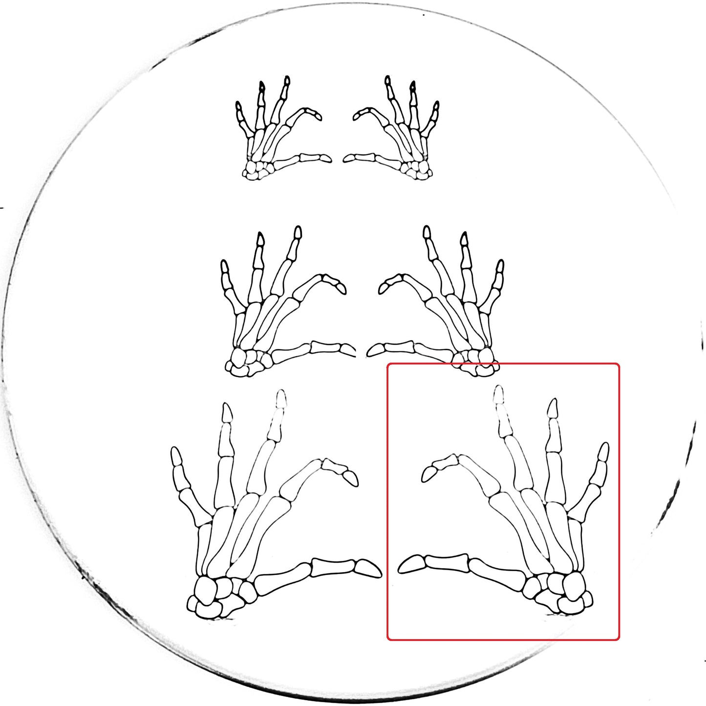 Skeleton Heart Hand