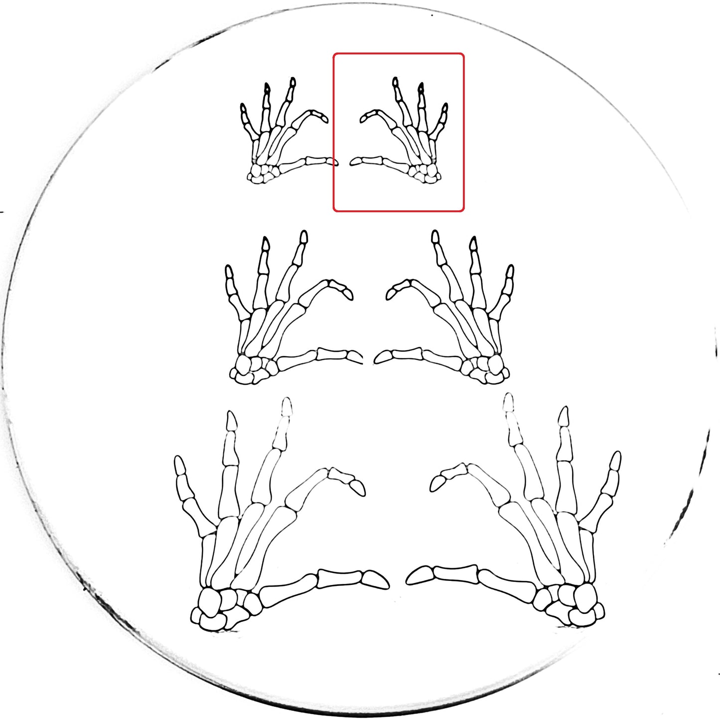Skeleton Heart Hand
