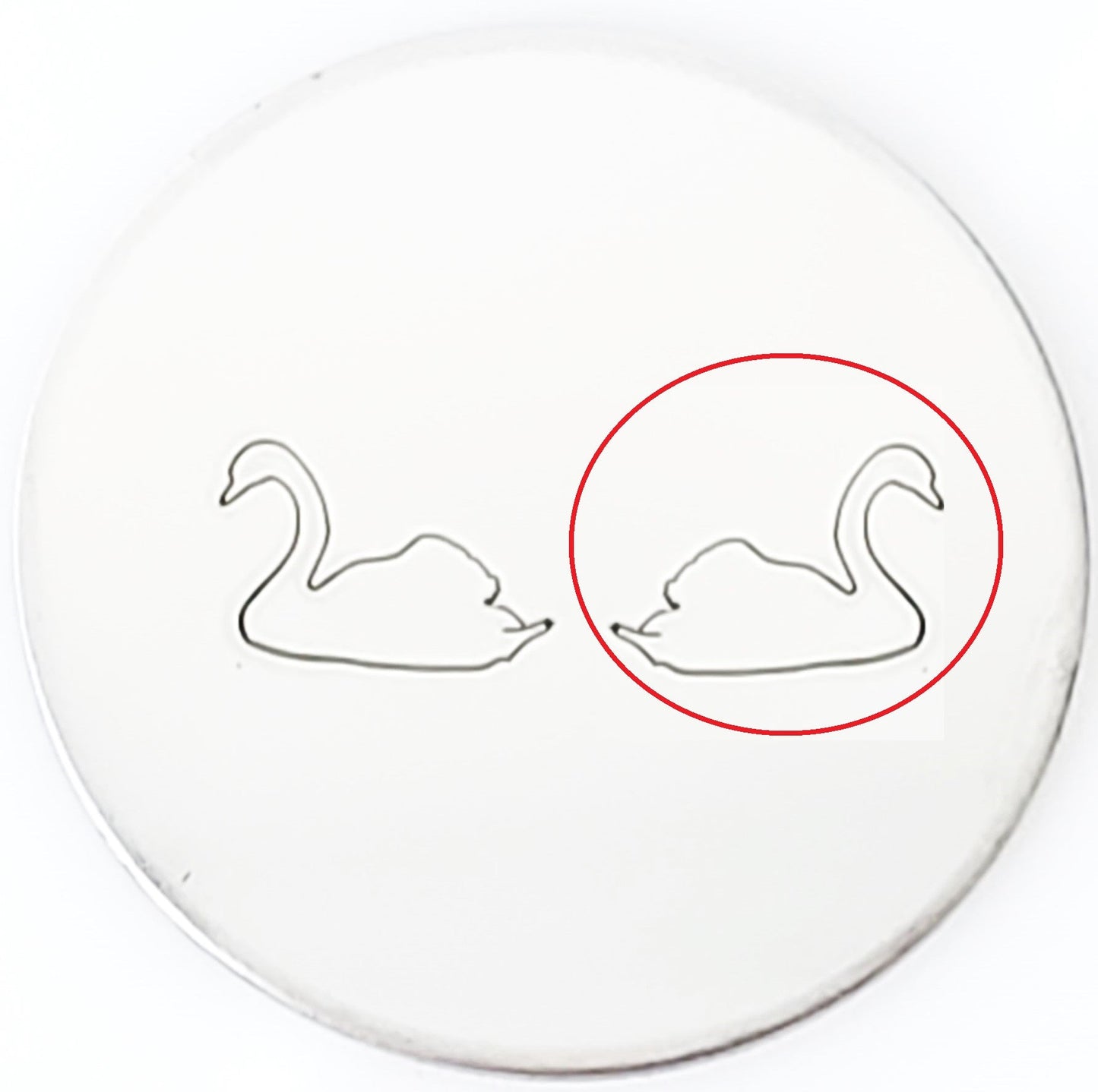 Swan