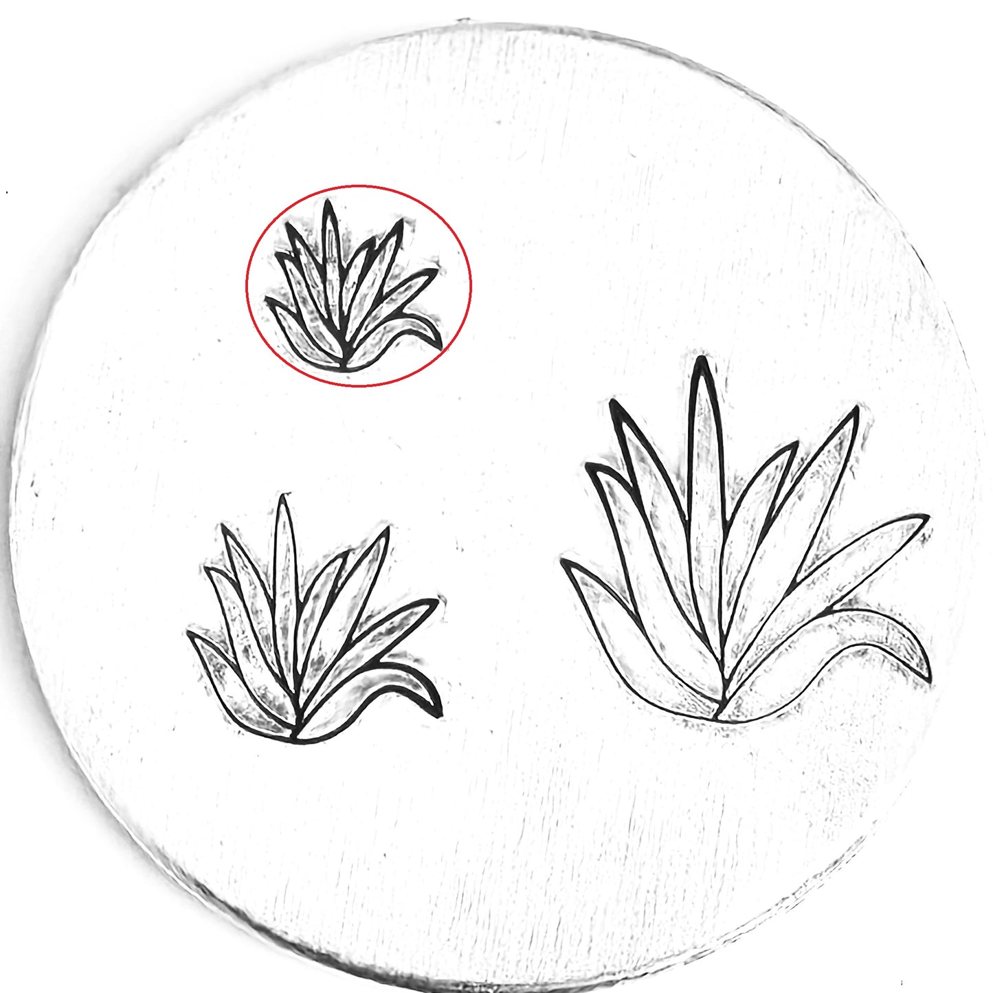 Aloe