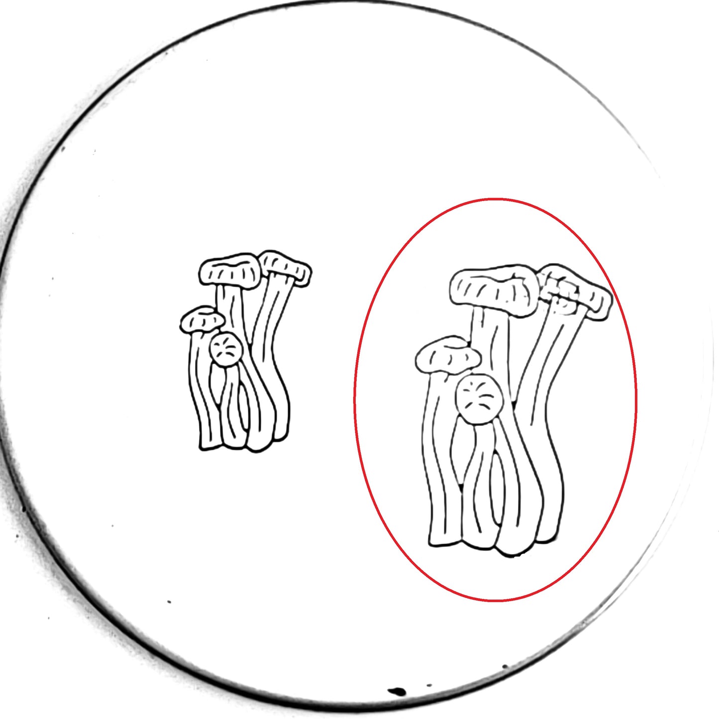 Mushroom #04