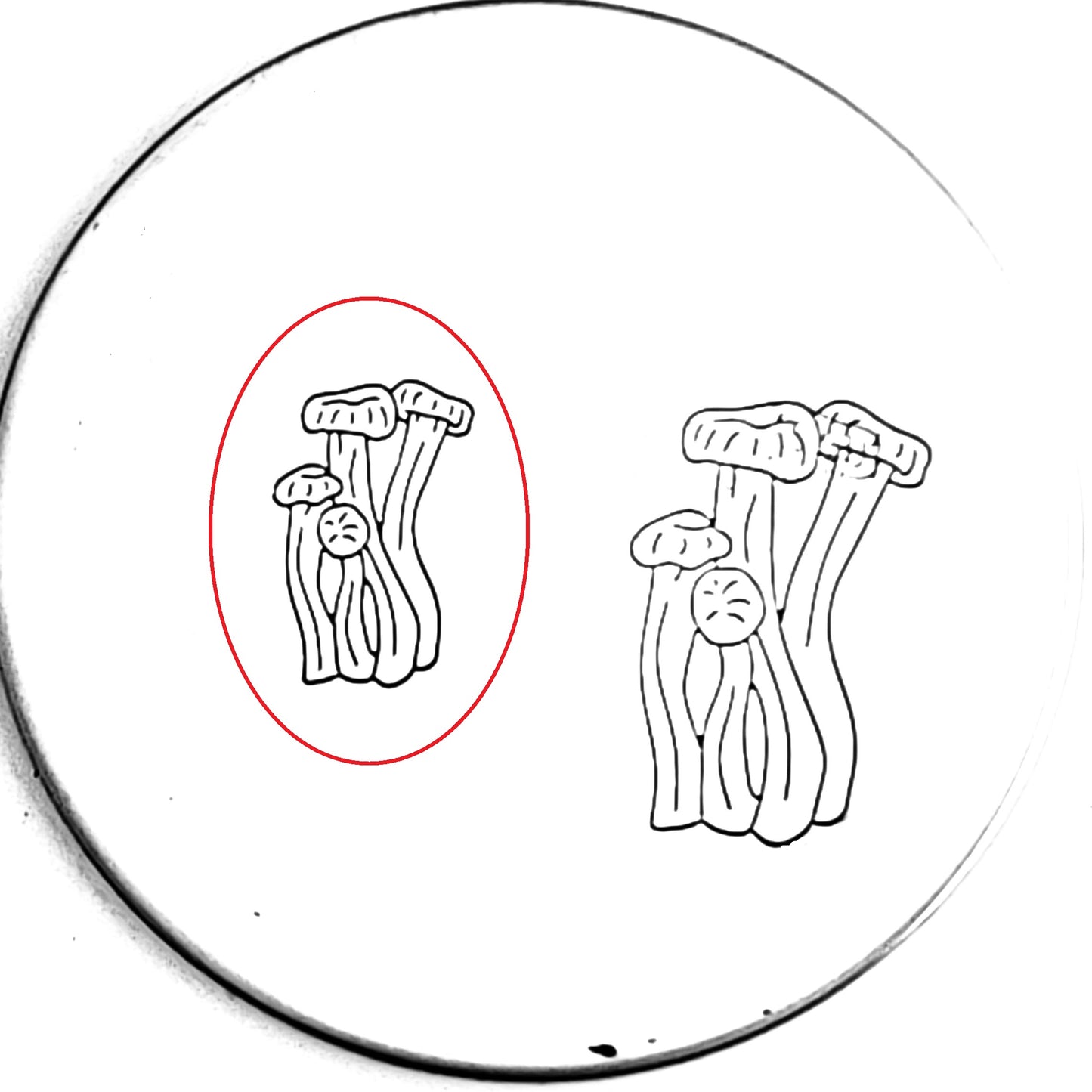 Mushroom #04