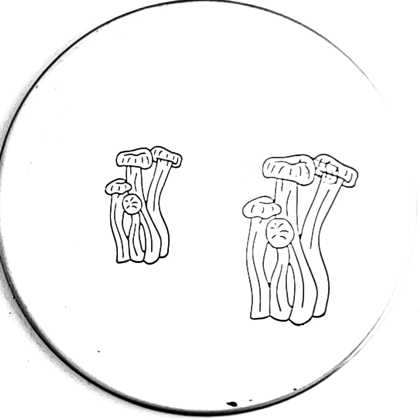 Mushroom #04