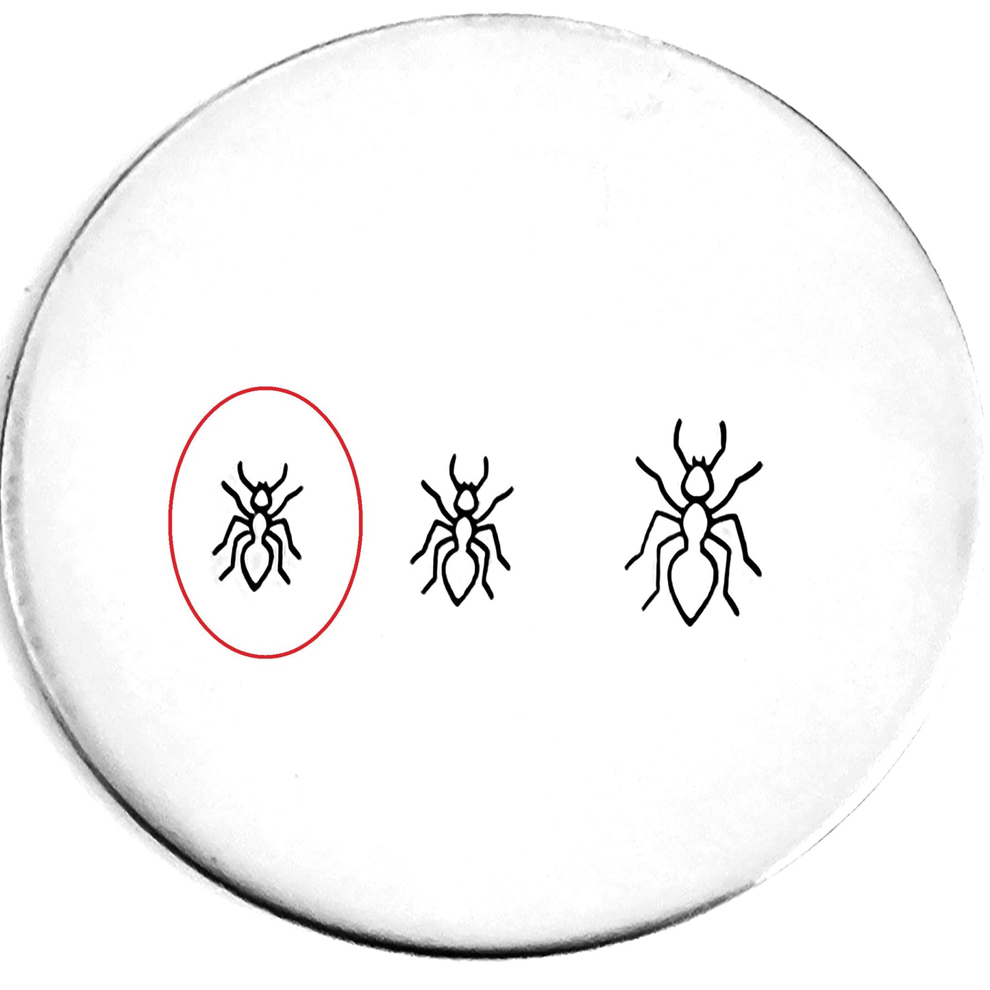Ant