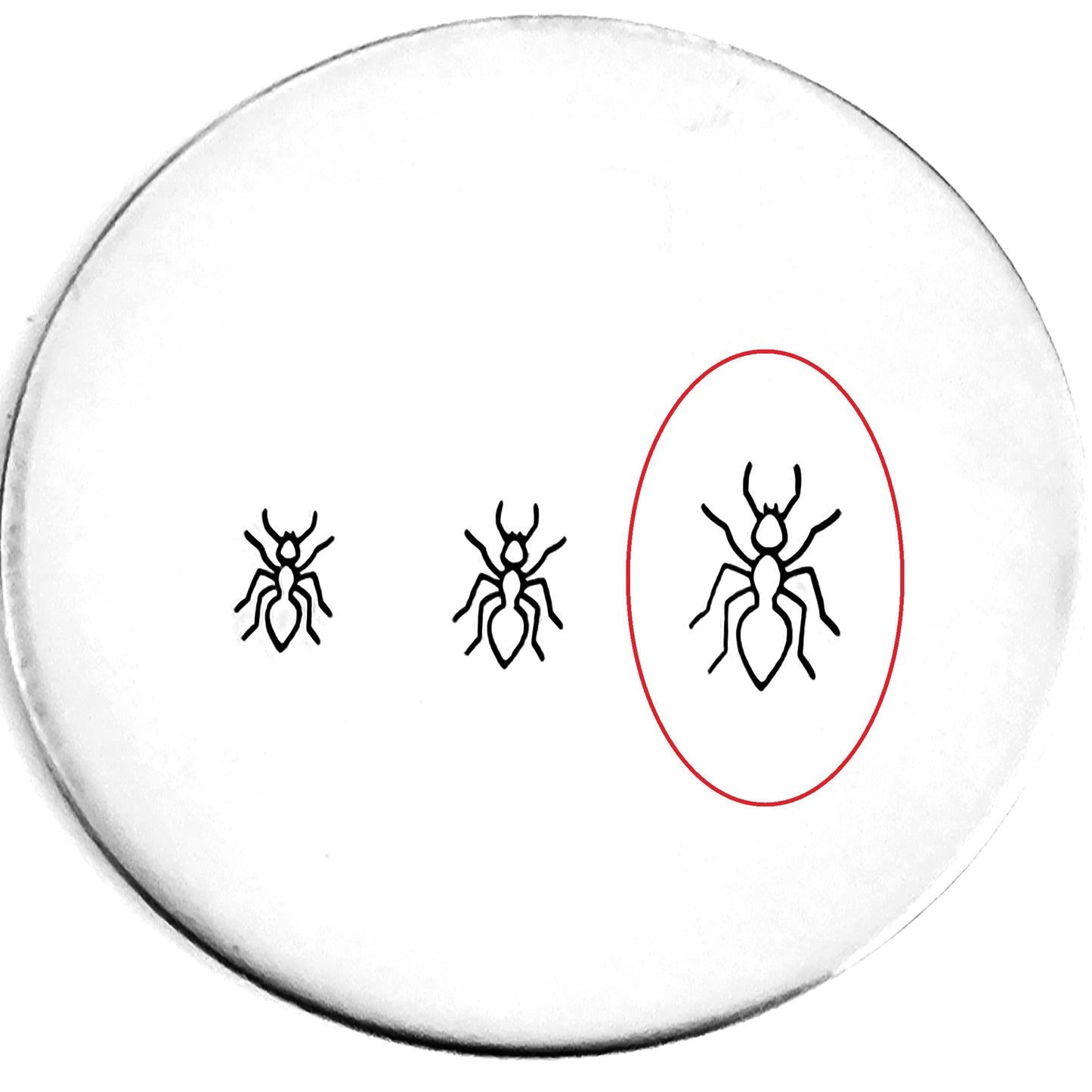 Ant