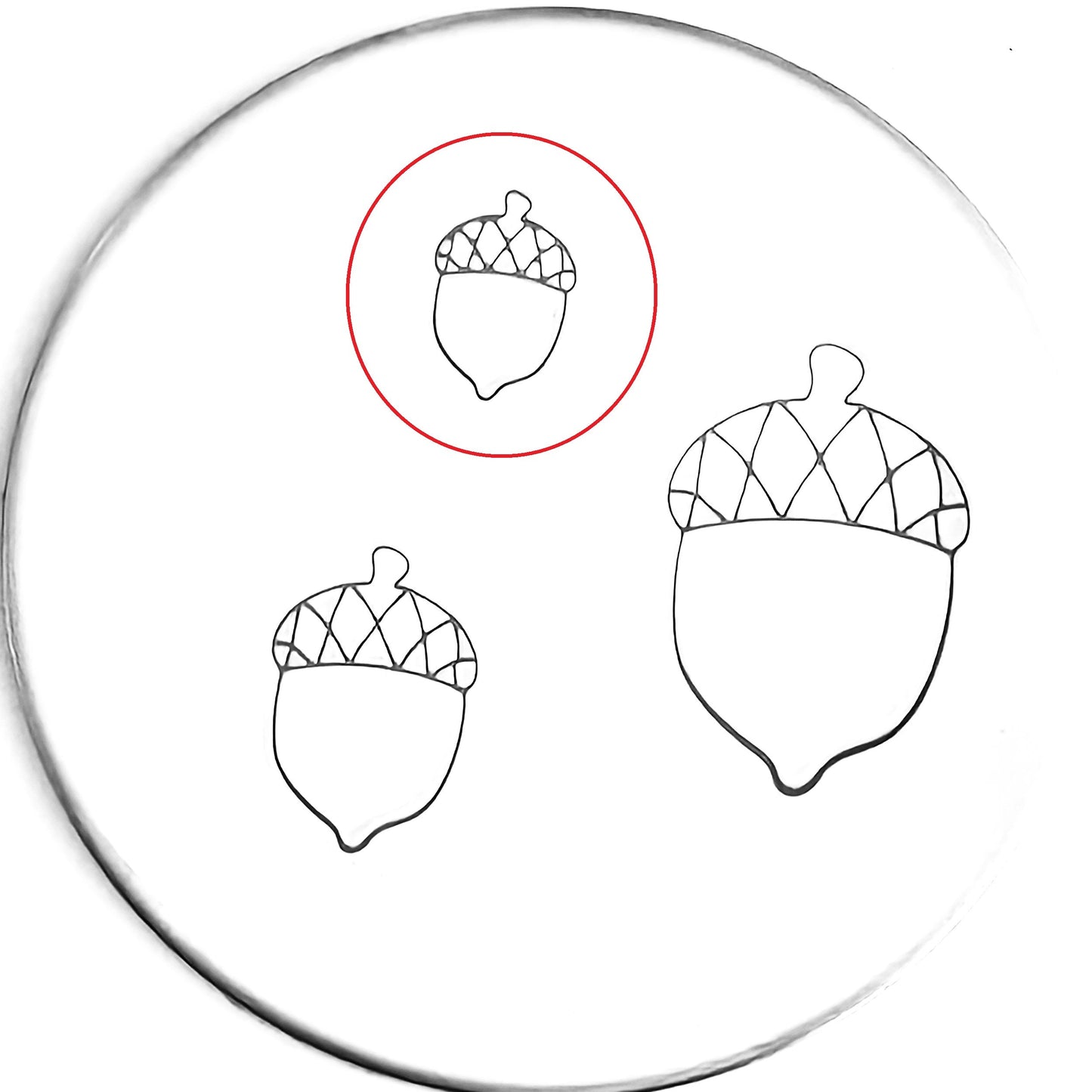 Acorn