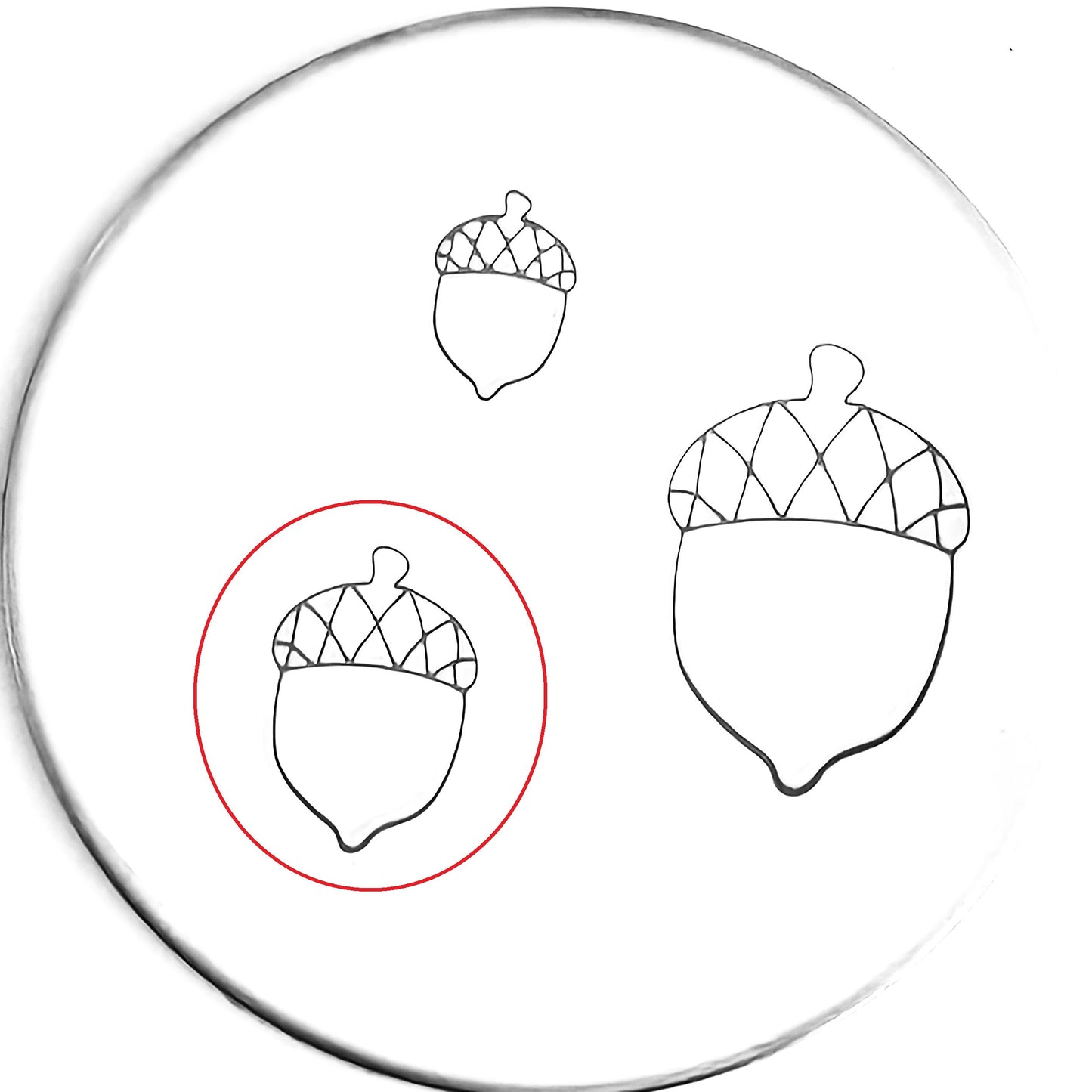 Acorn