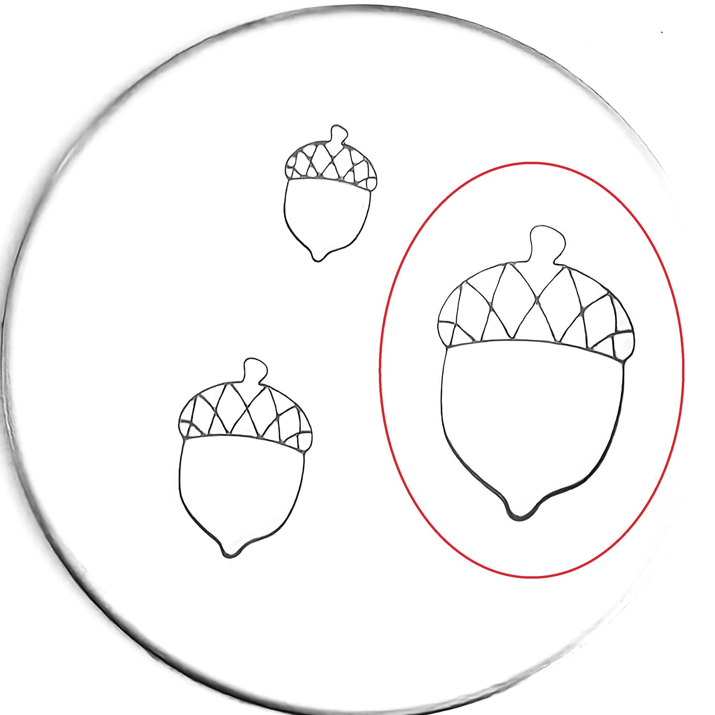 Acorn