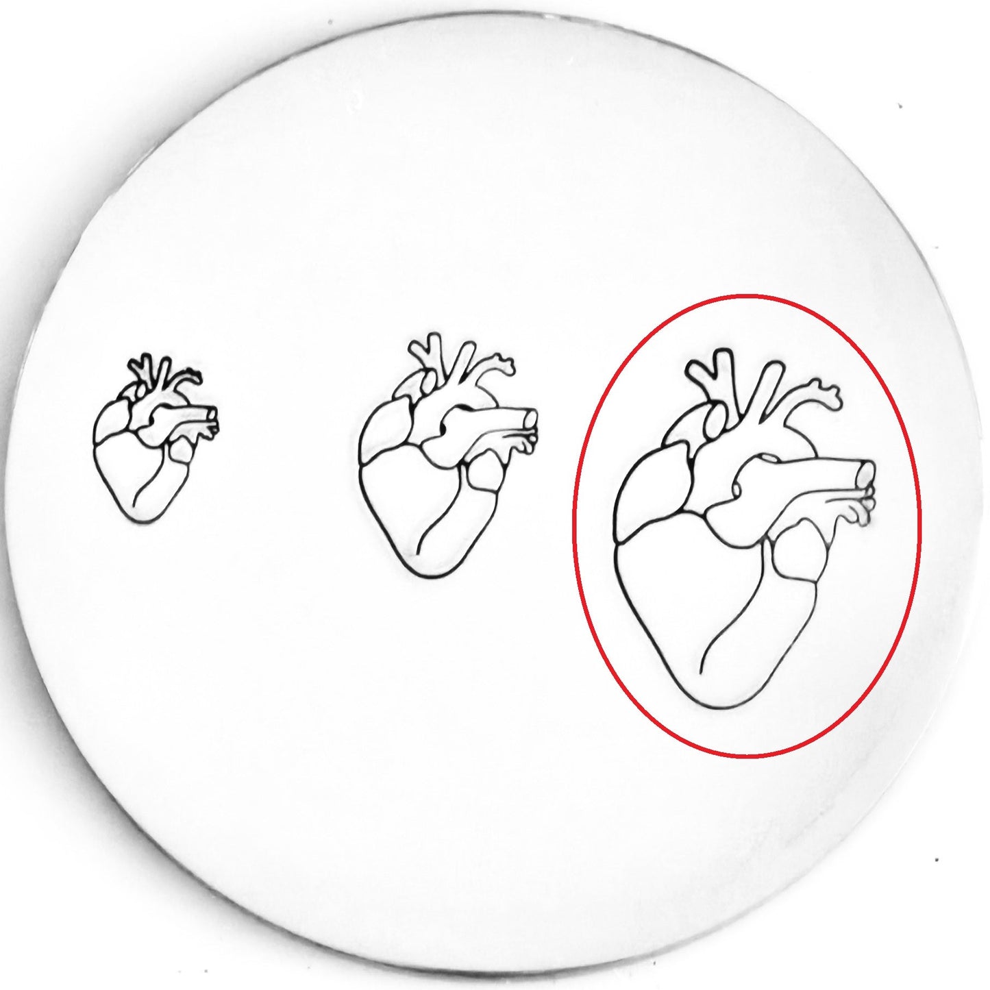 Anatomical Heart