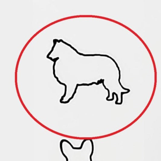 Collie #01