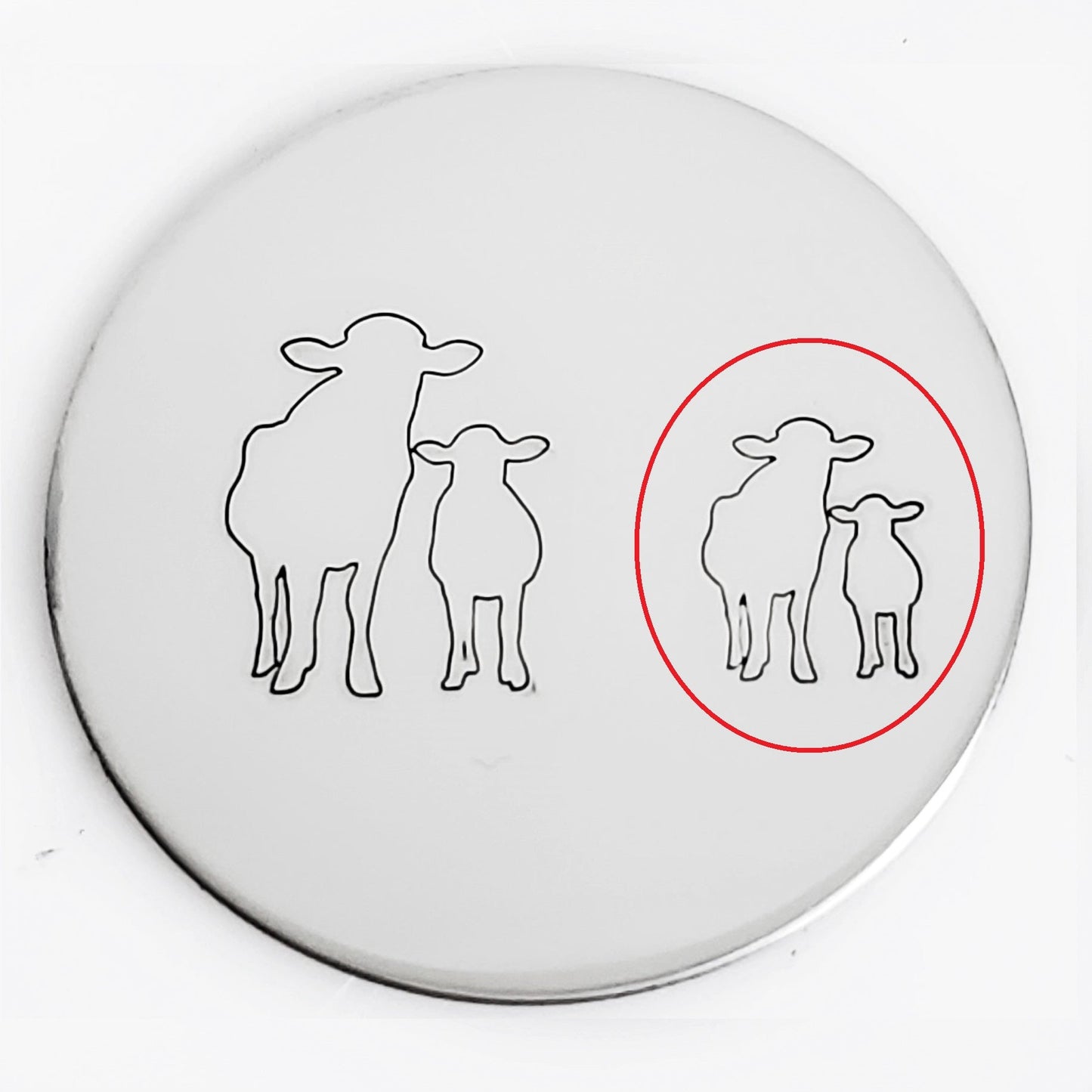 Cows