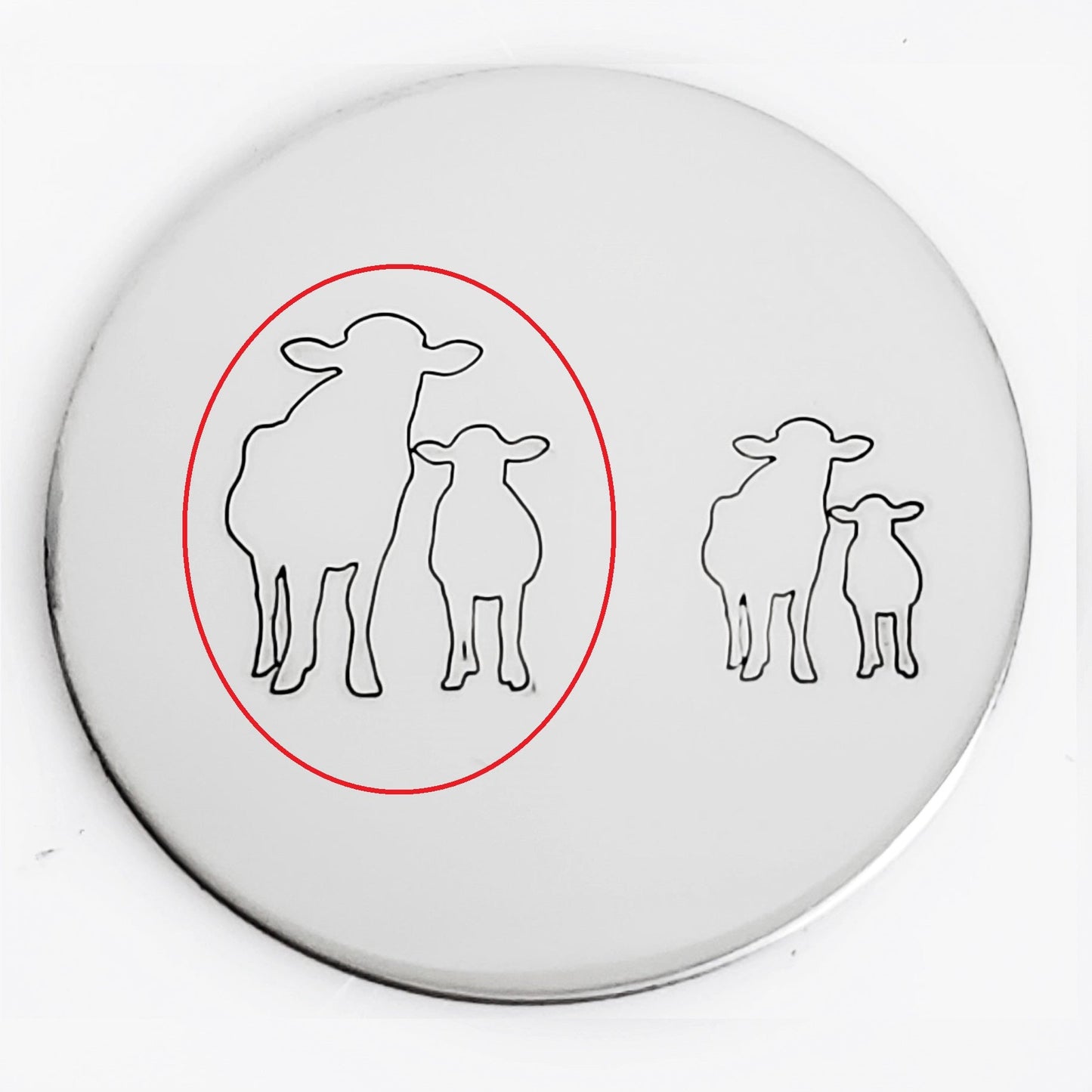 Cows
