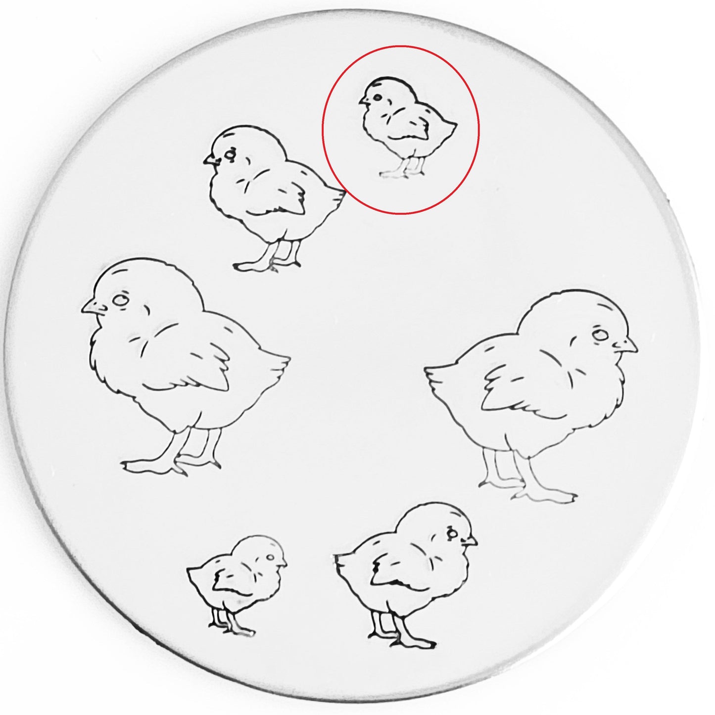 Chick #02