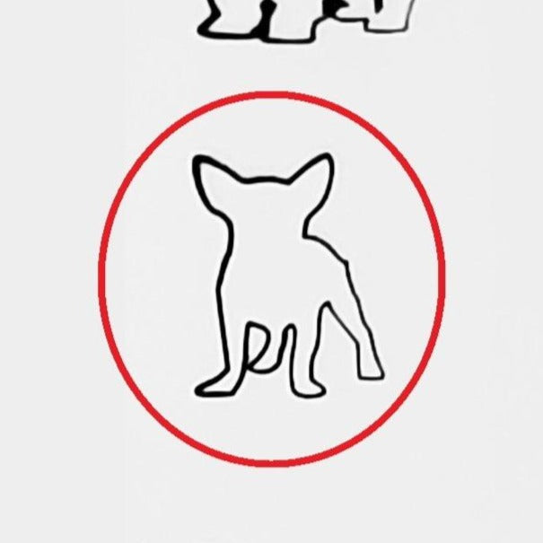 Chihuahua #01
