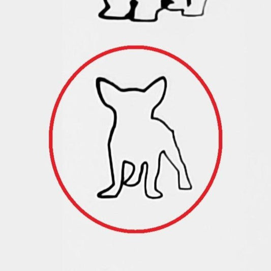 Chihuahua #01