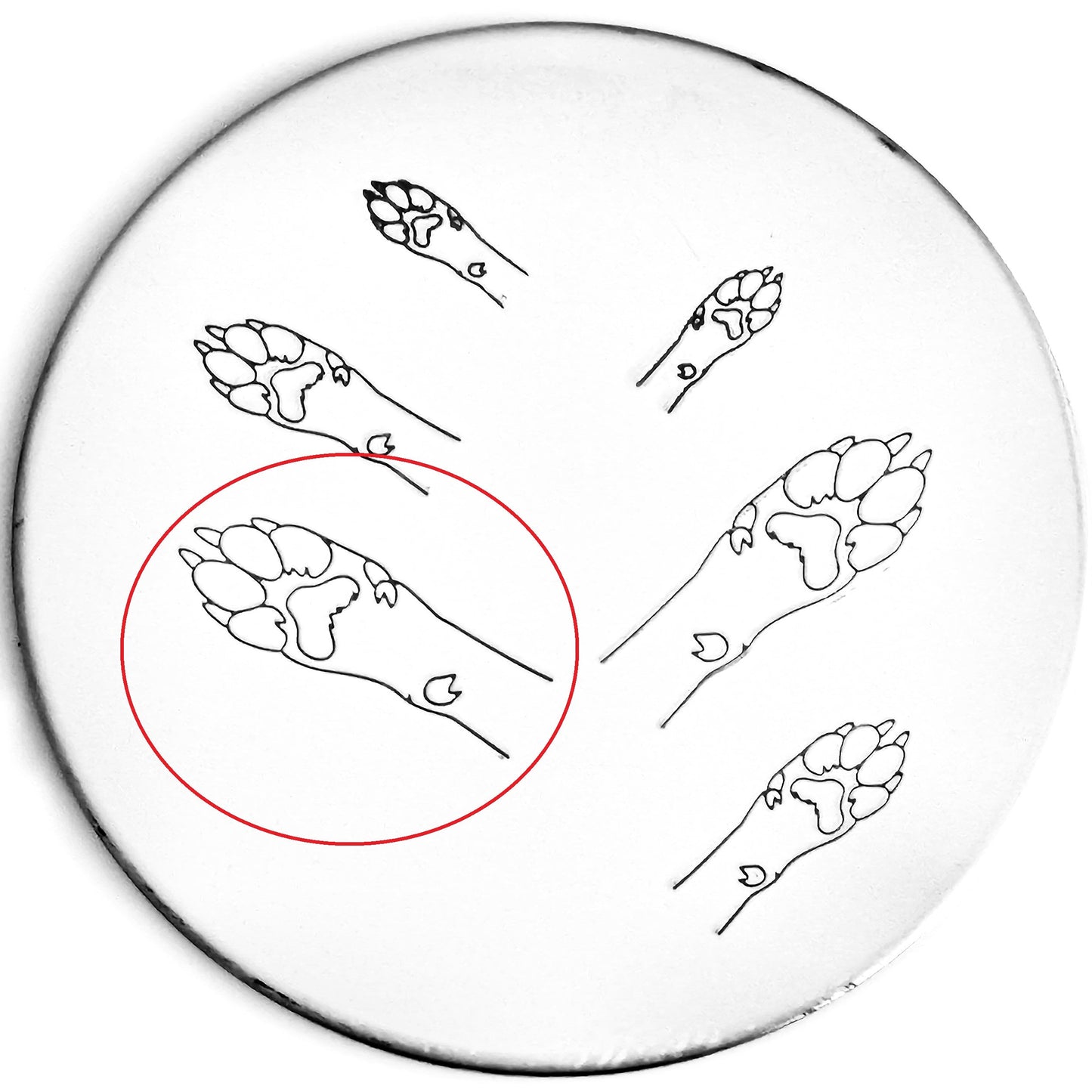 Dog Paw