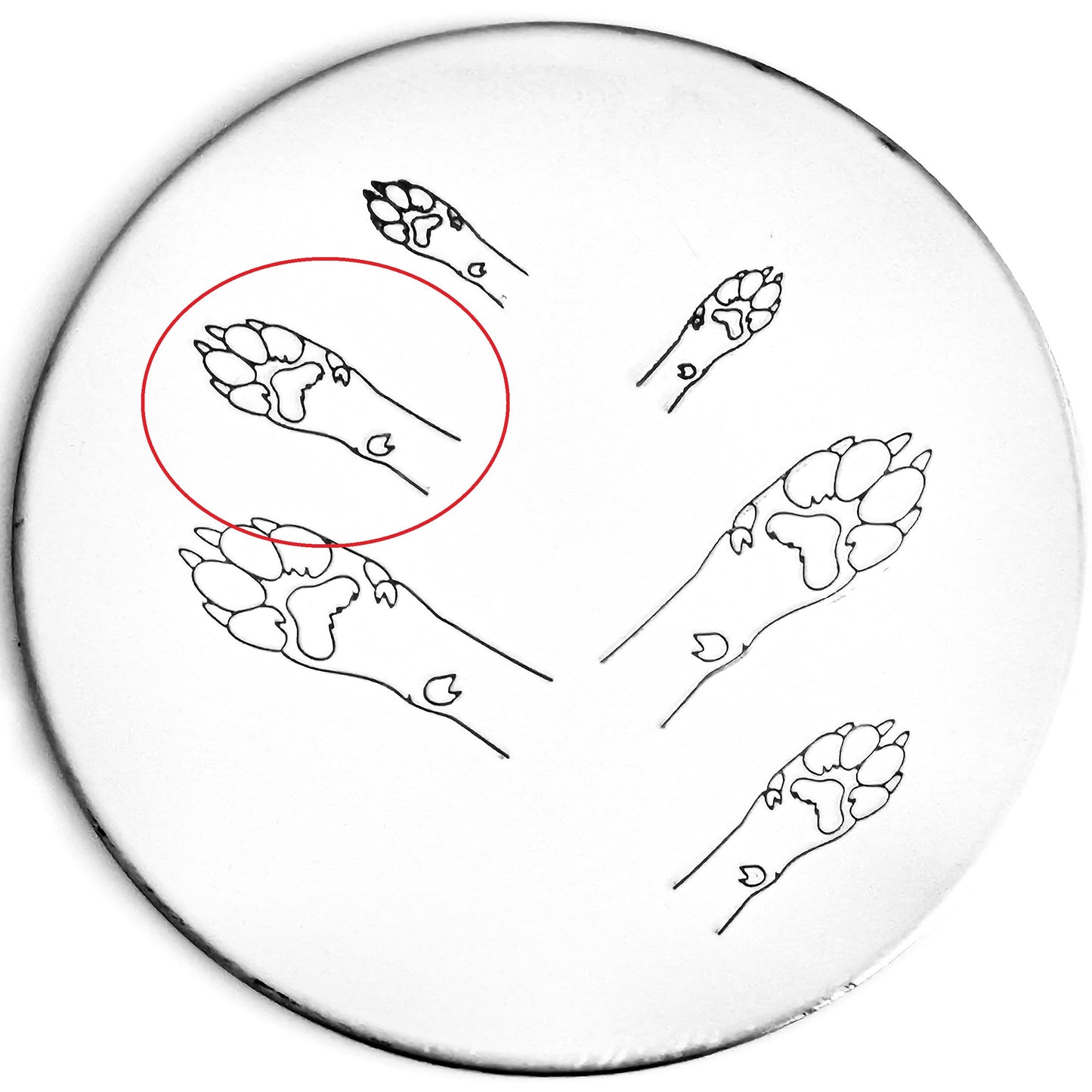 Dog Paw