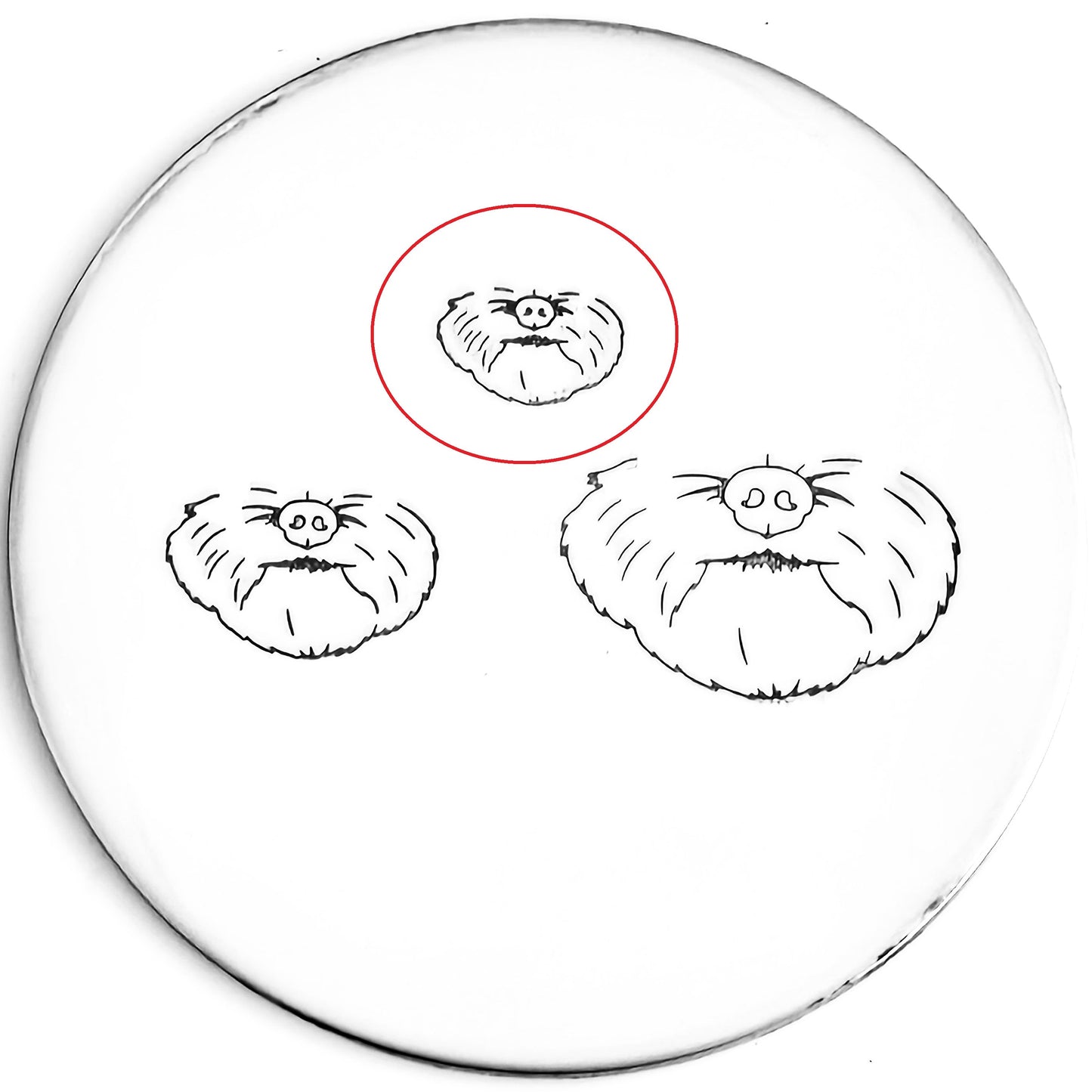 Face - Dog