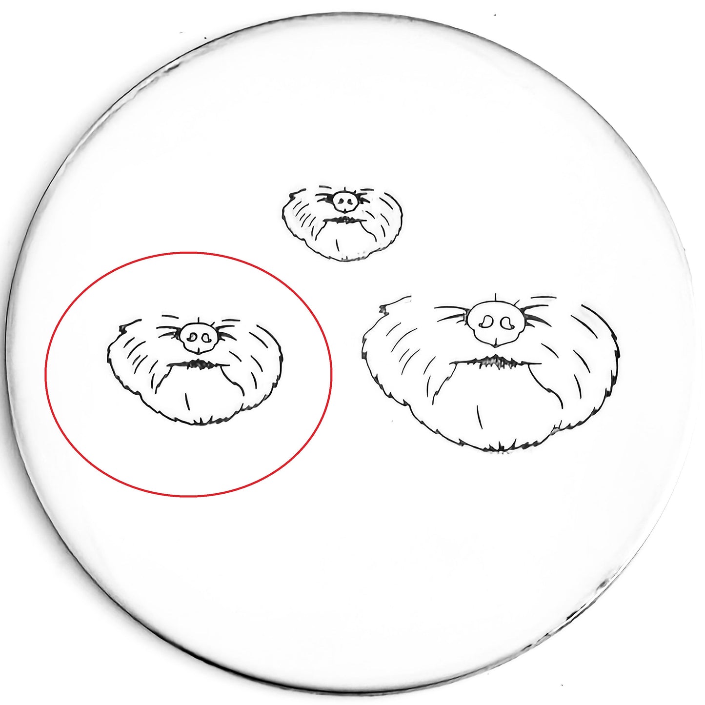 Face - Dog