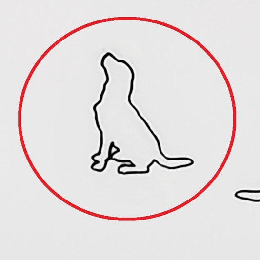 Labrador #02