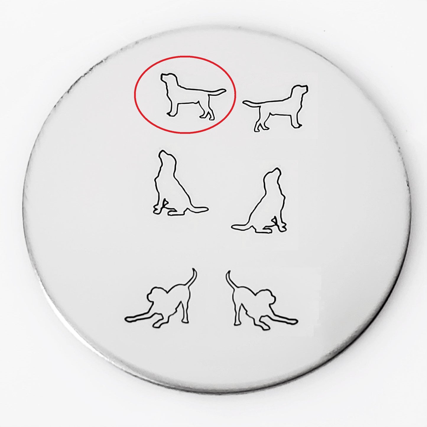 Labrador #01