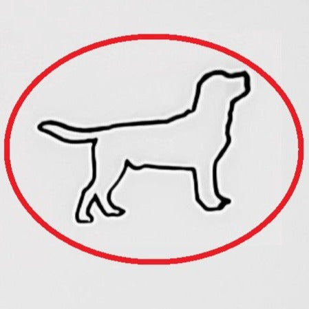 Labrador #01
