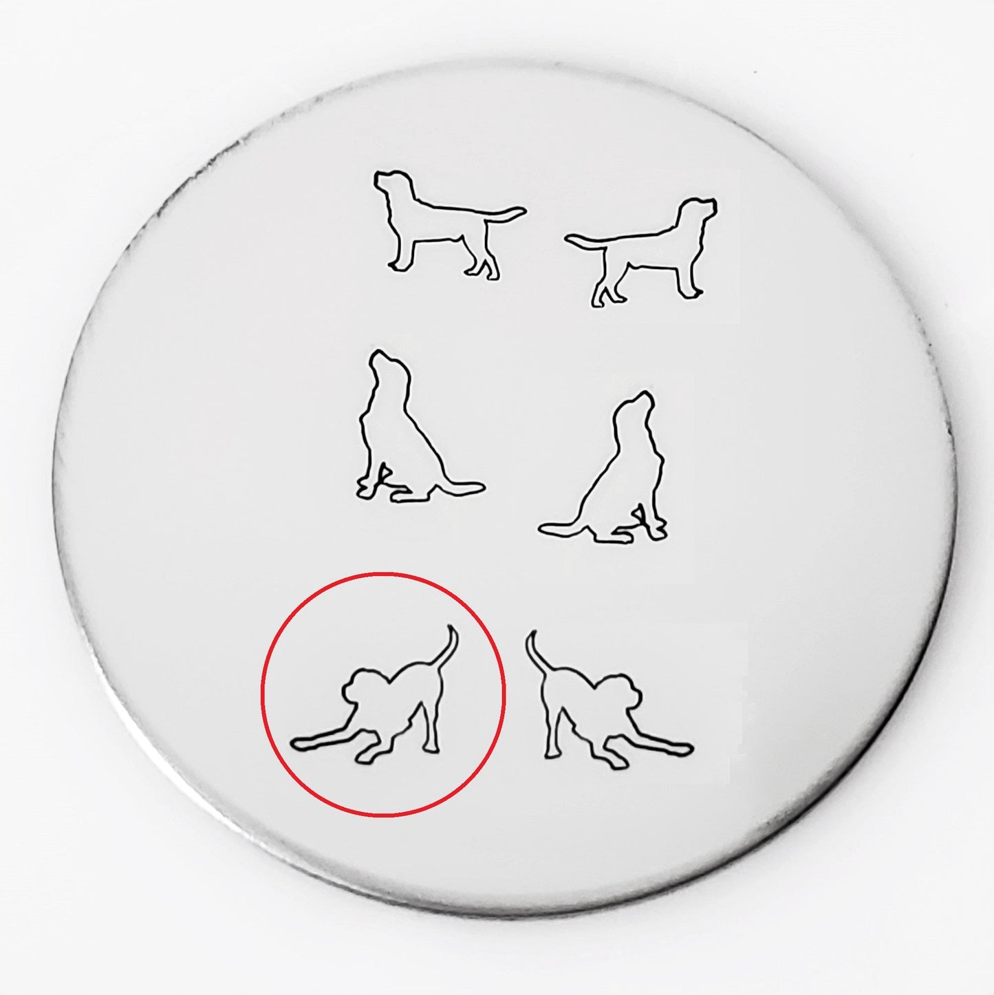 Labrador #03