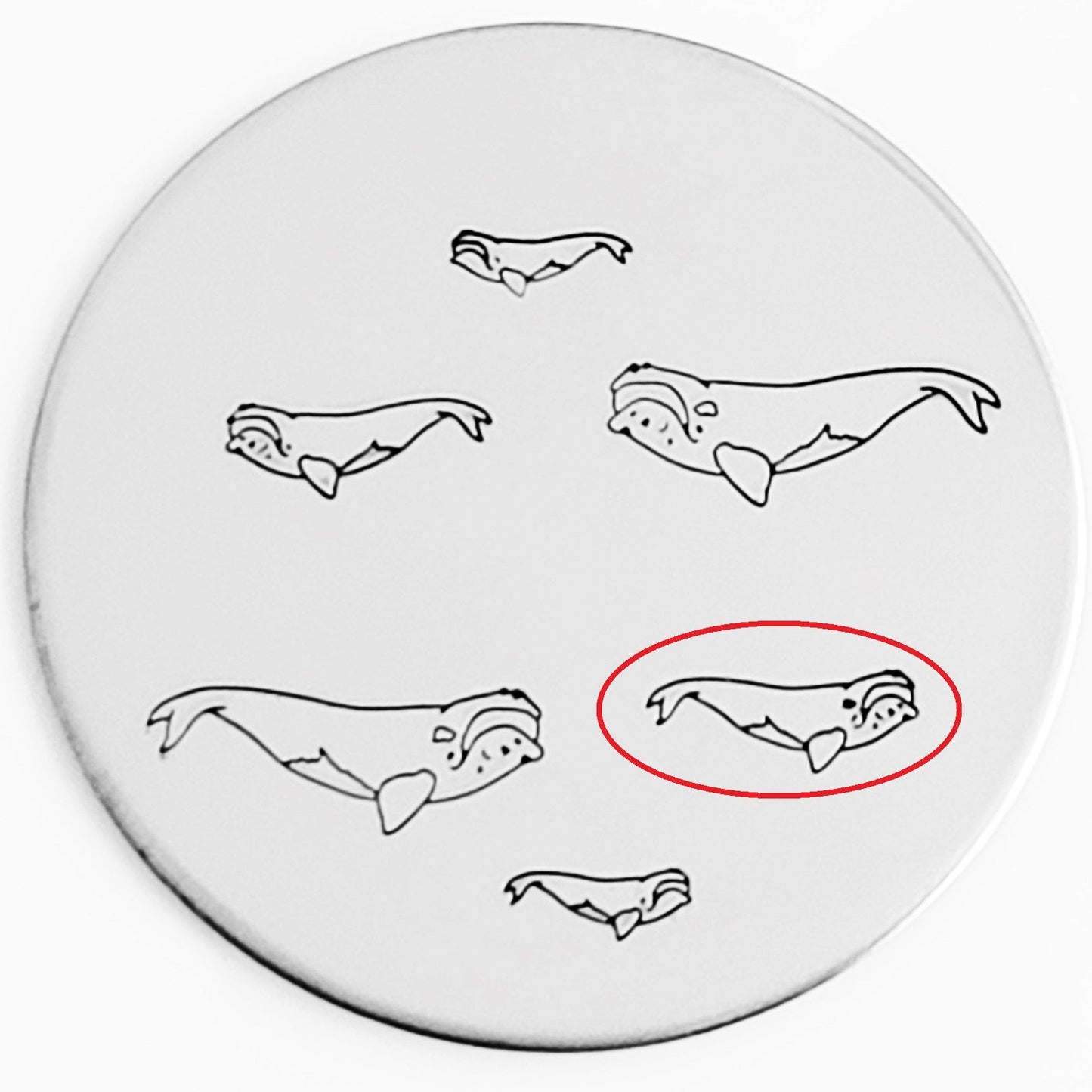 Right Whale