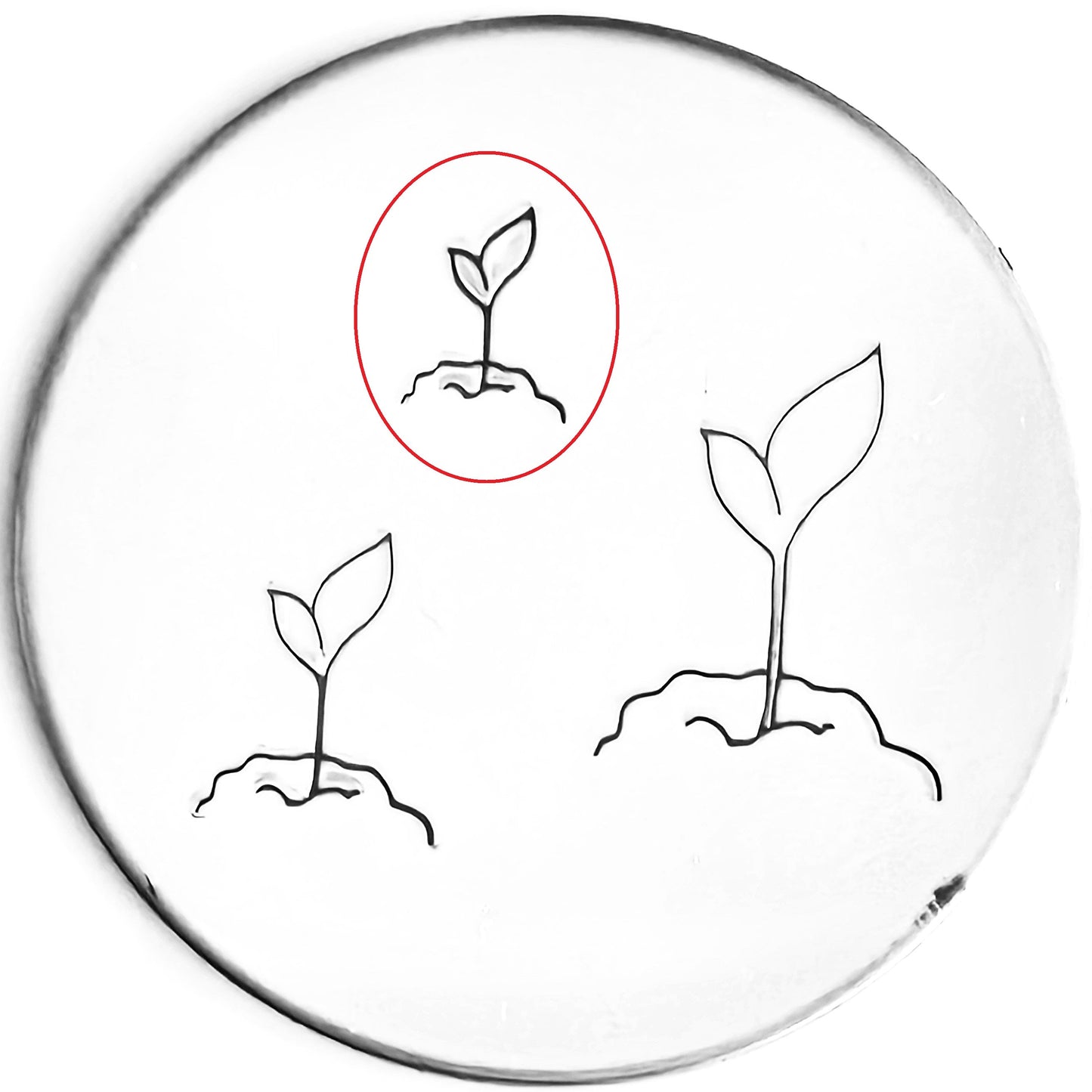 Seedling #01
