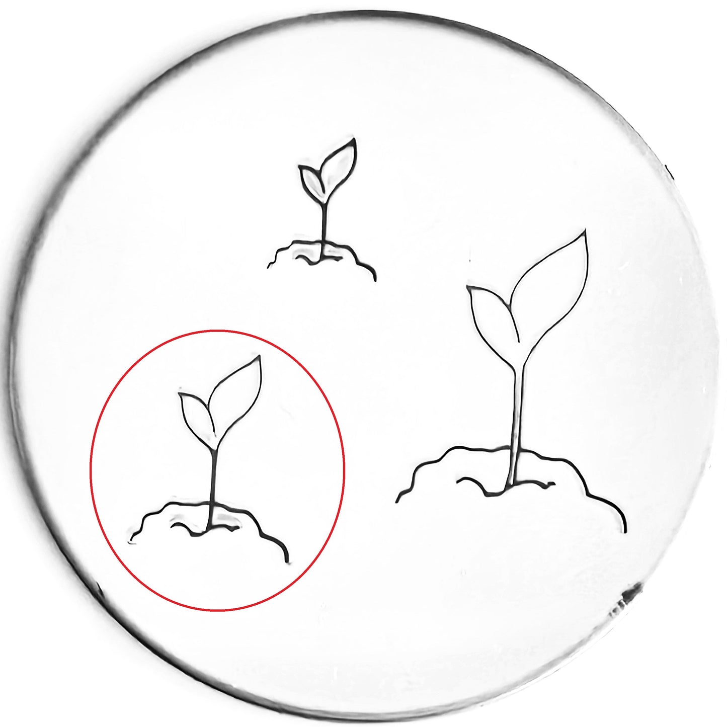 Seedling #01