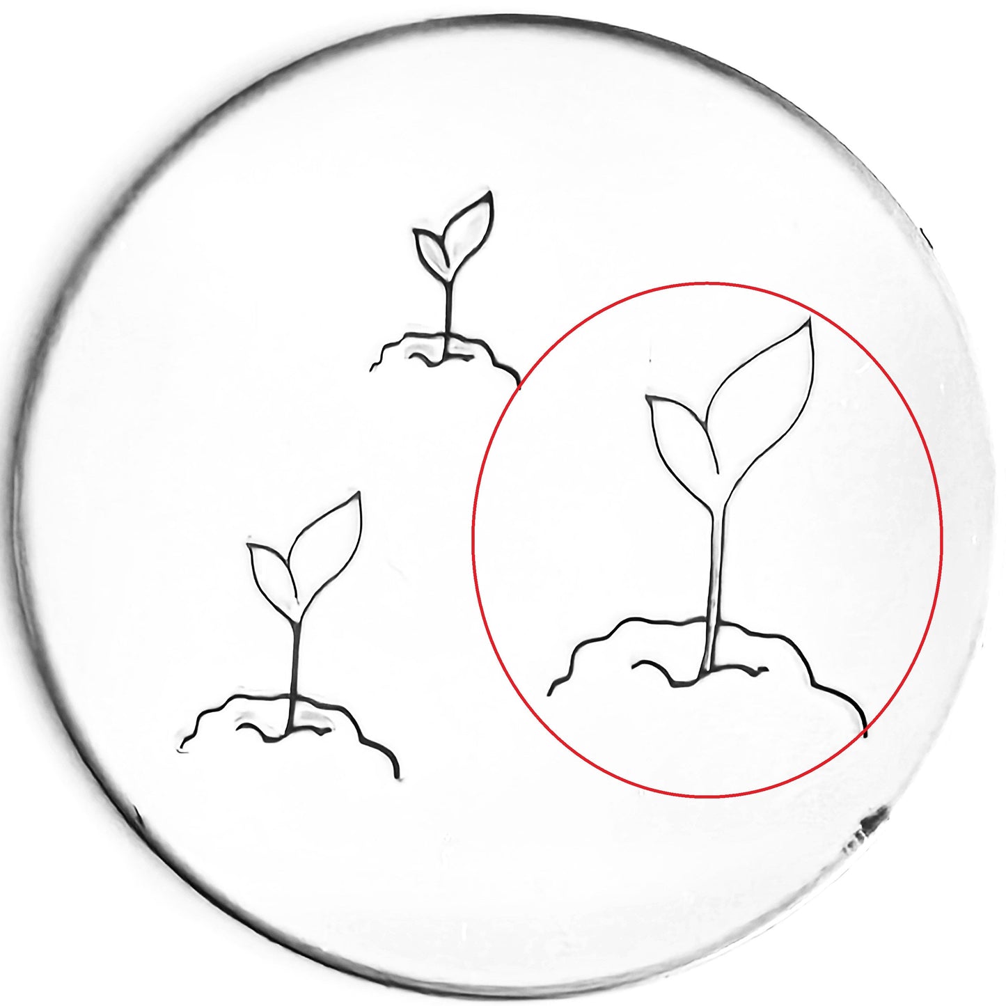 Seedling #01