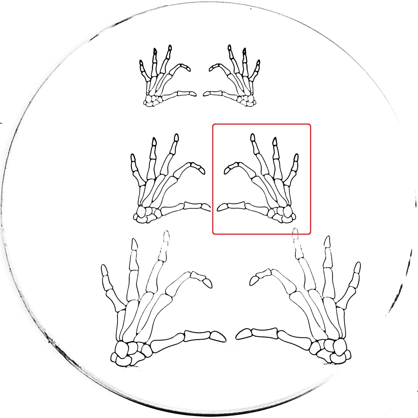 Skeleton Heart Hand