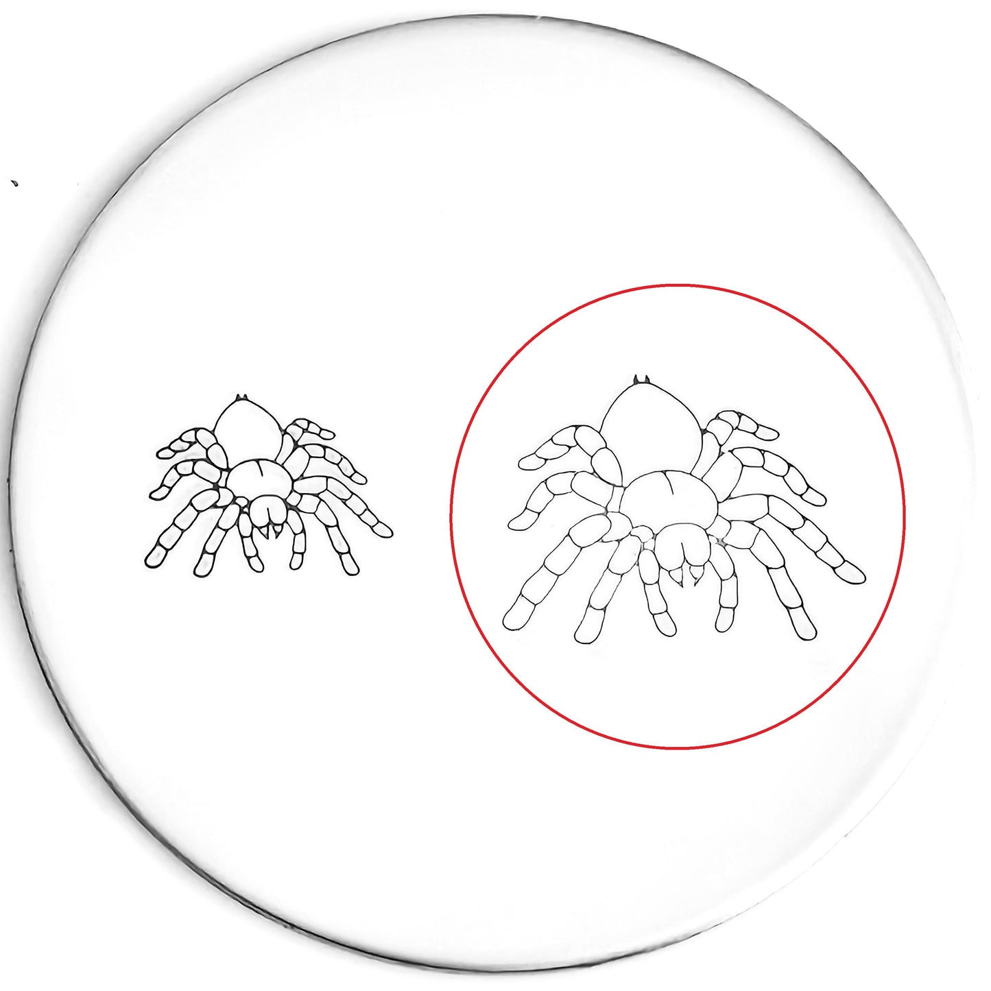 Tarantula