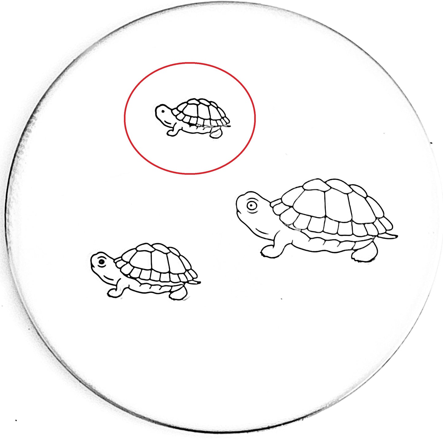 Turtle
