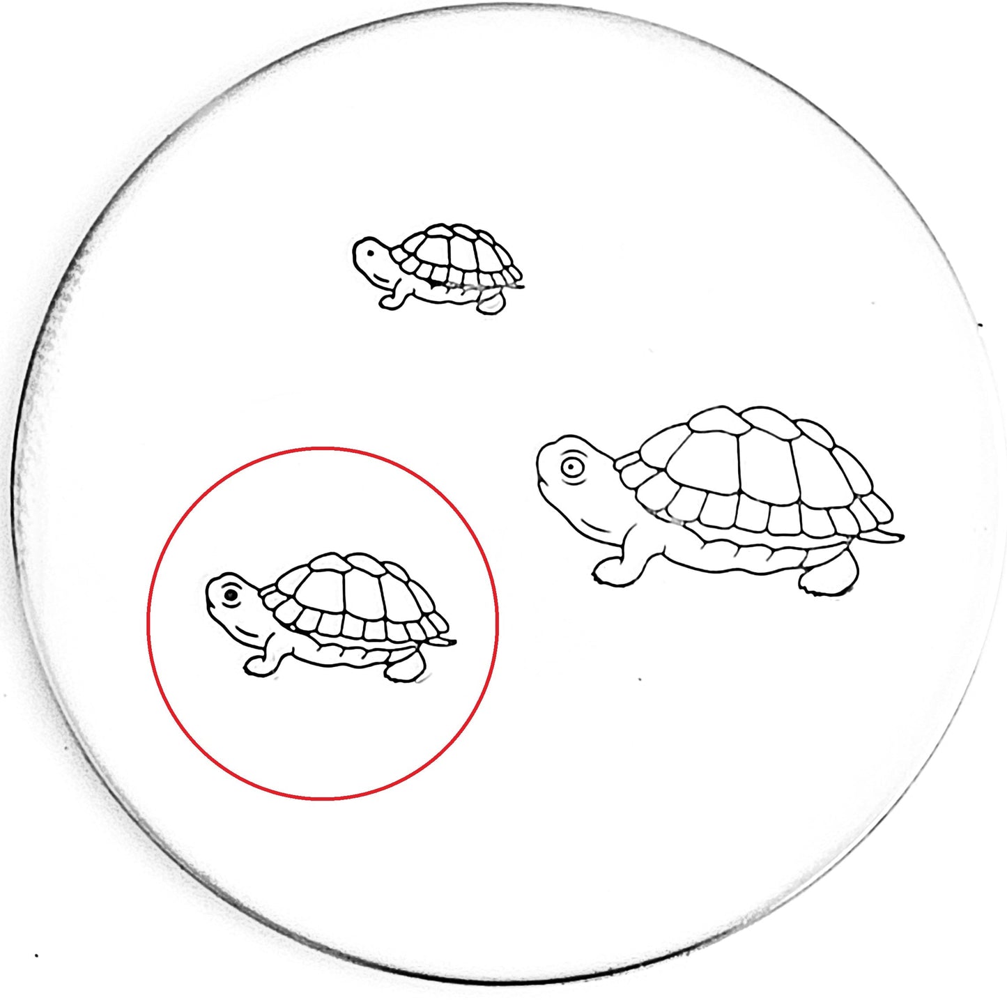 Turtle