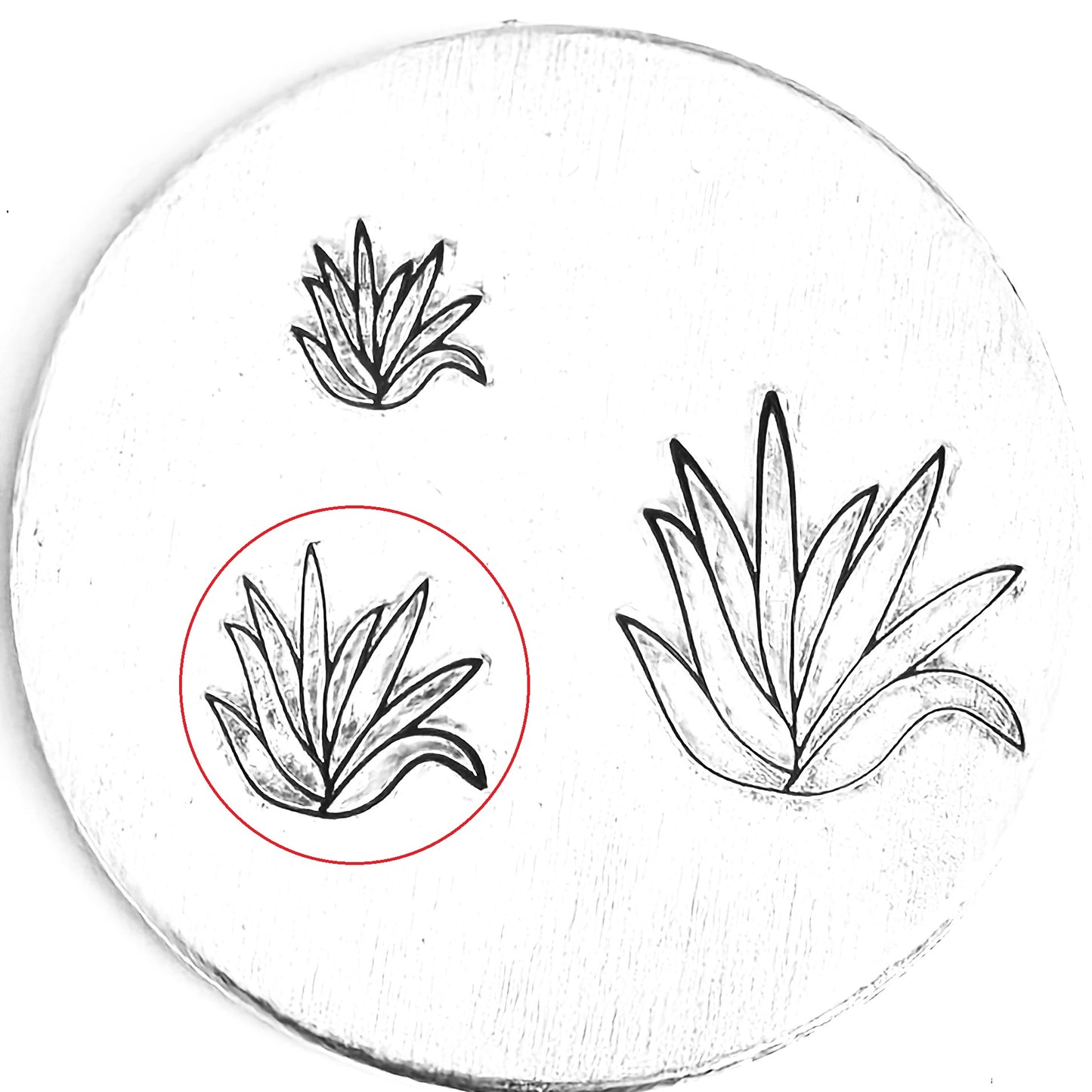 Aloe