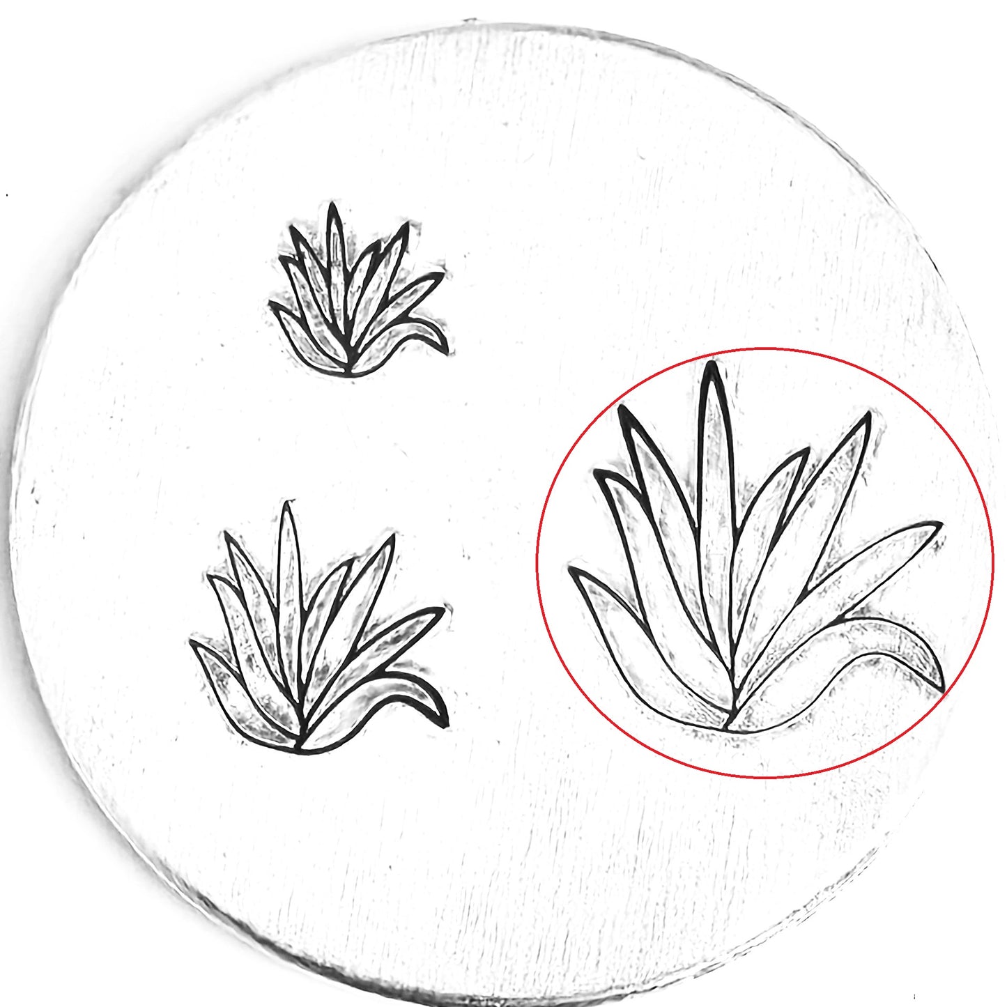 Aloe
