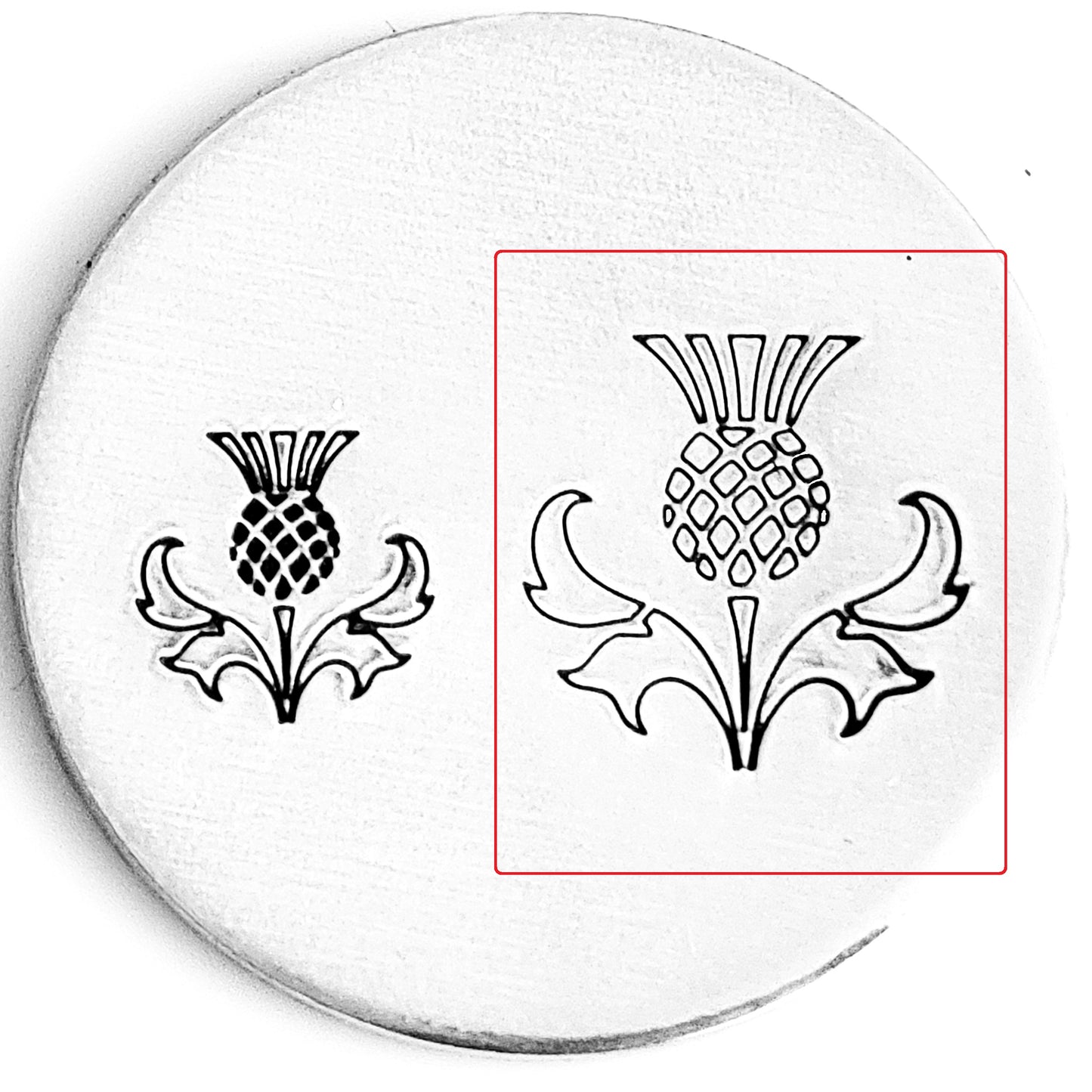 Scottish Thistle