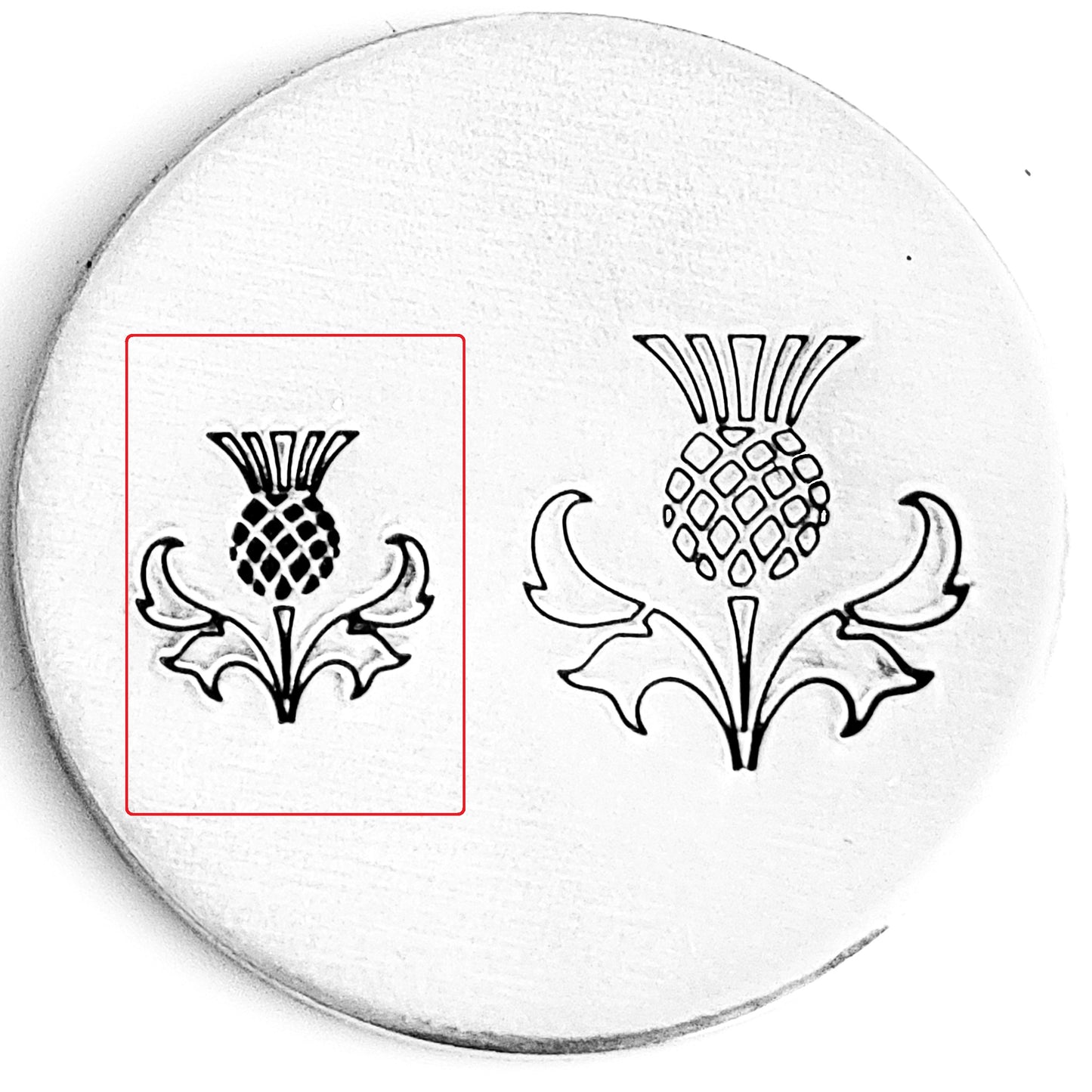 Scottish Thistle